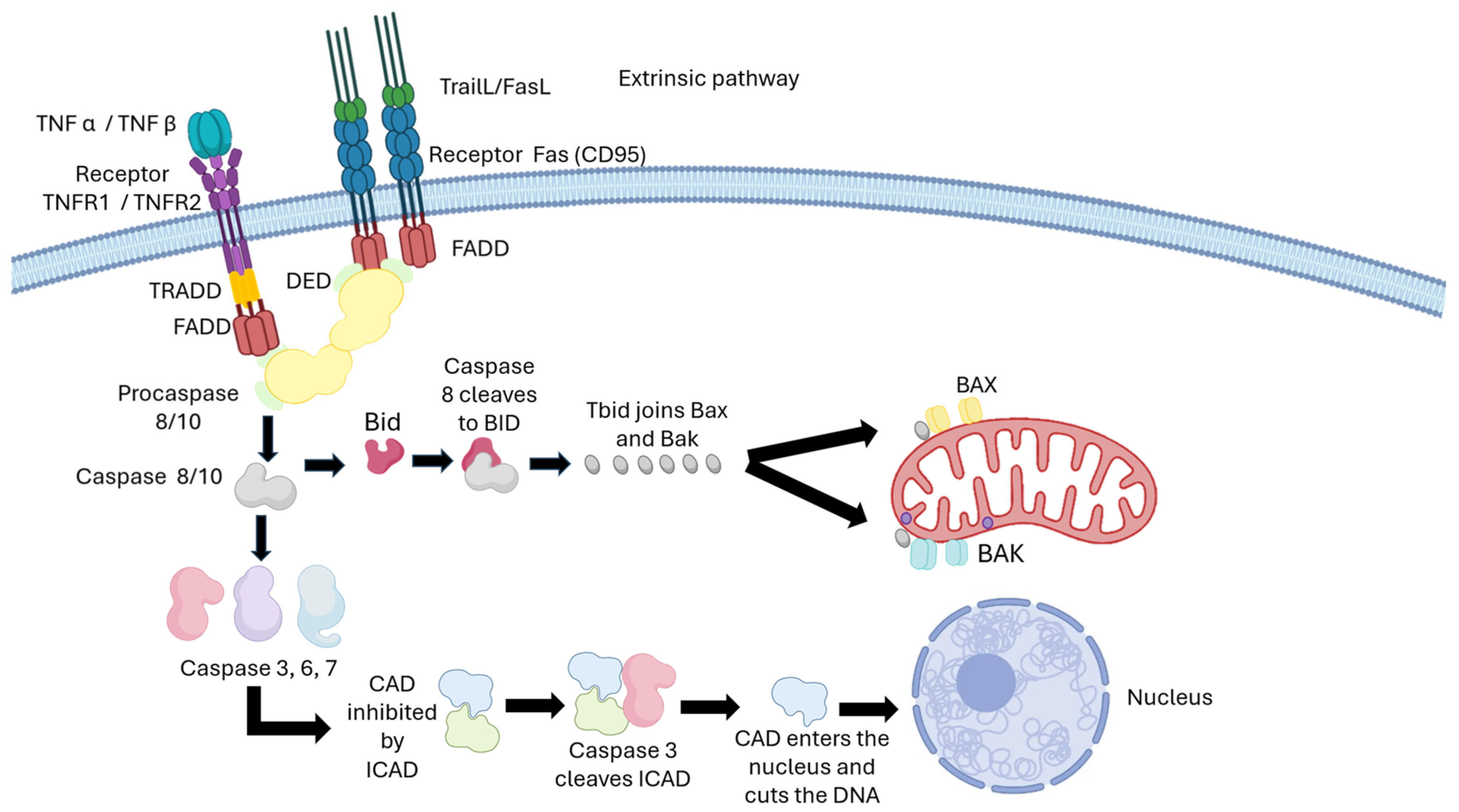 Pharmaceutics 17 01414 g004 Pharmaceutics 17 01414 g004