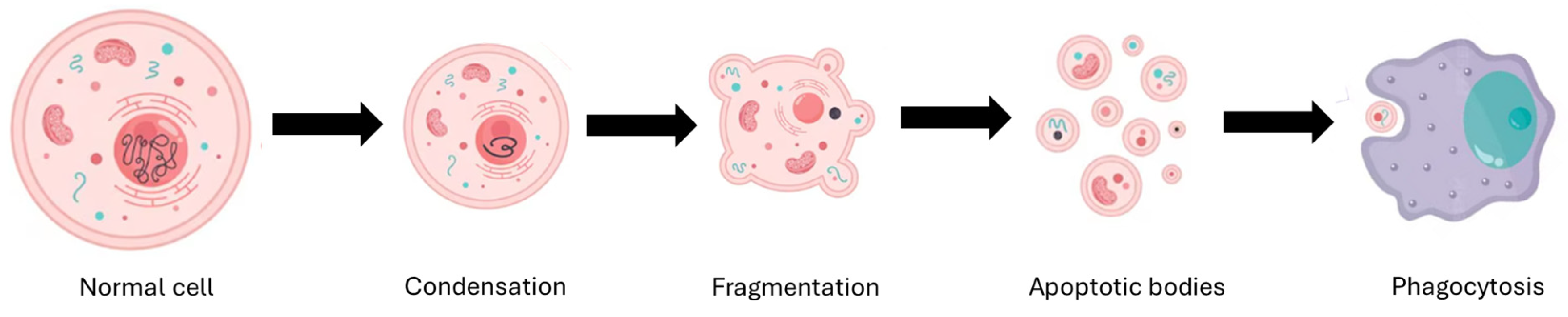 Pharmaceutics 17 01414 g006 Pharmaceutics 17 01414 g006