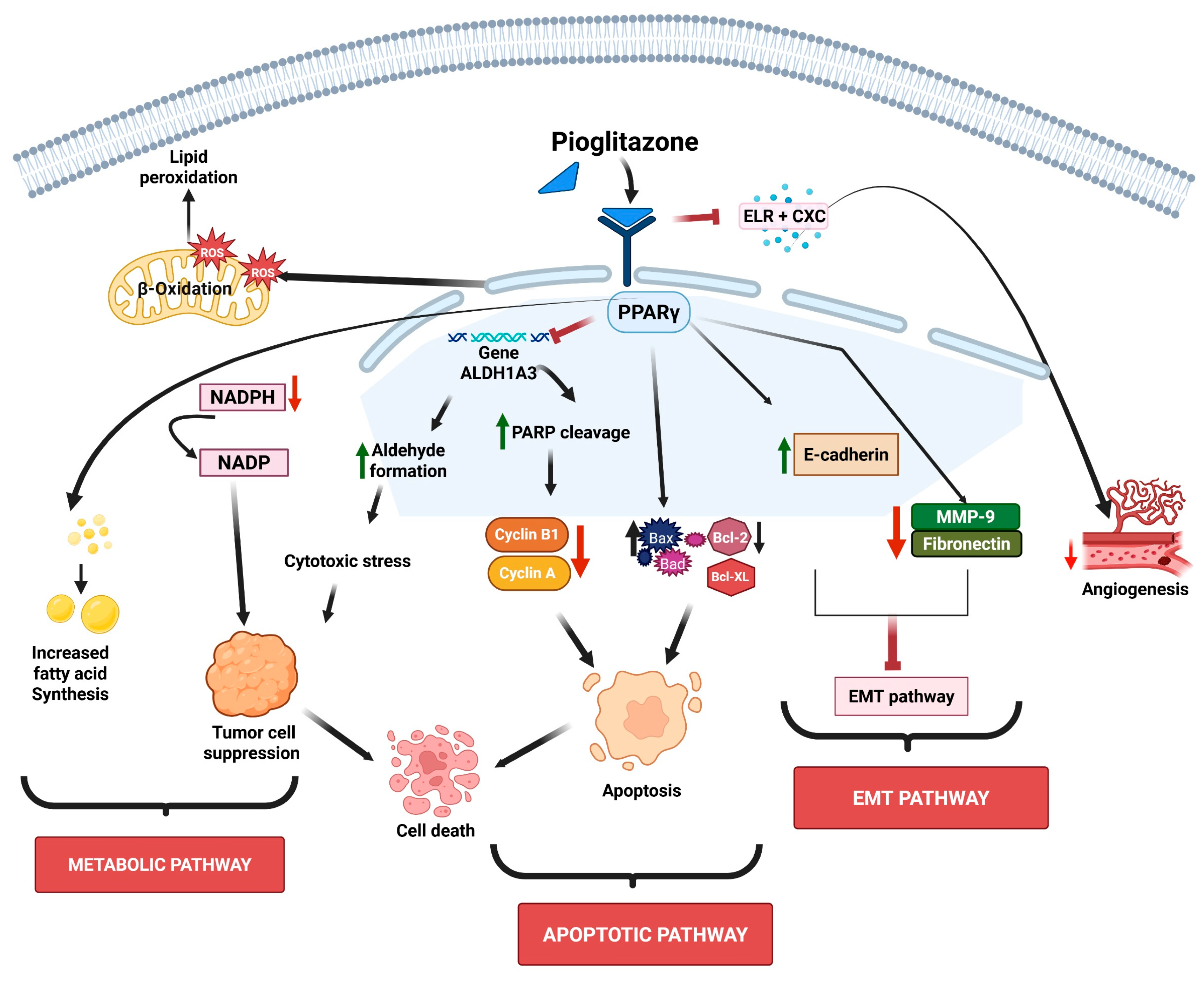 Pharmaceutics 17 01416 g001 Pharmaceutics 17 01416 g001