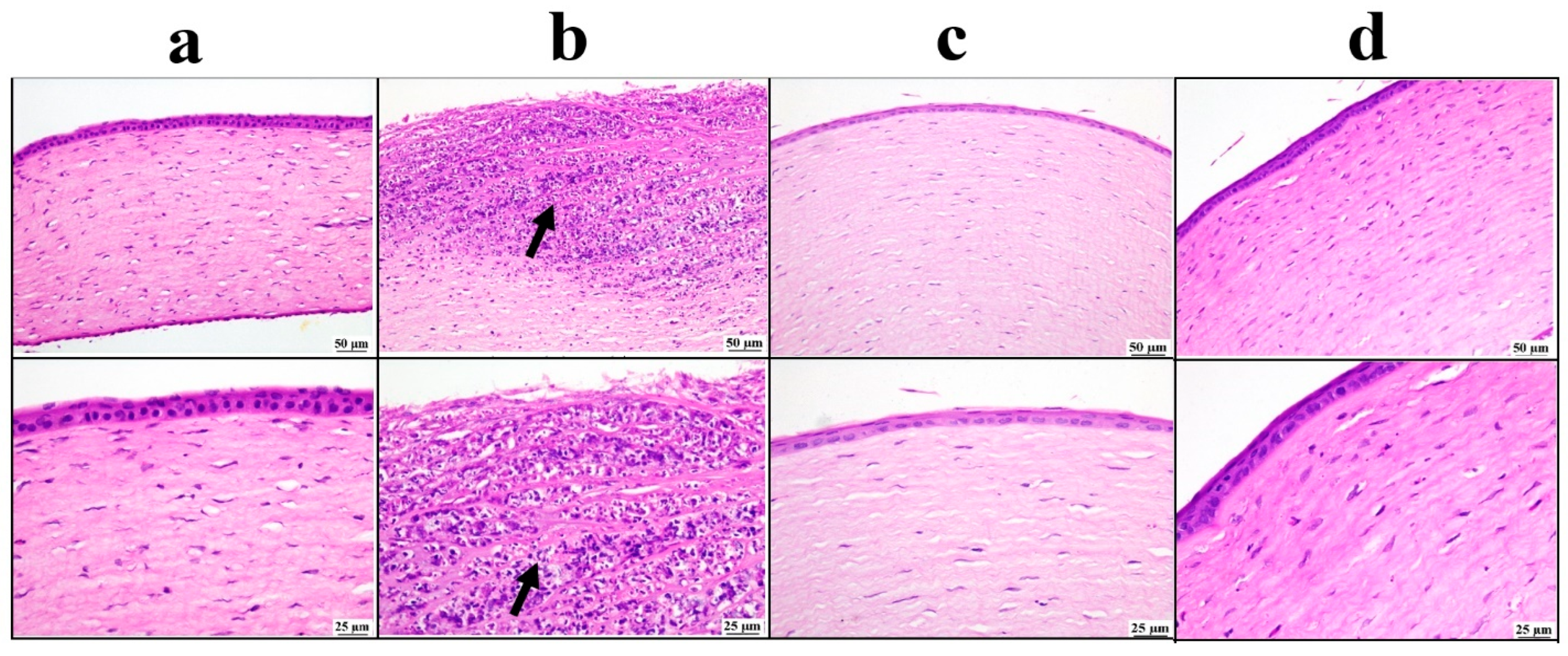 Pharmaceutics 17 01418 g007