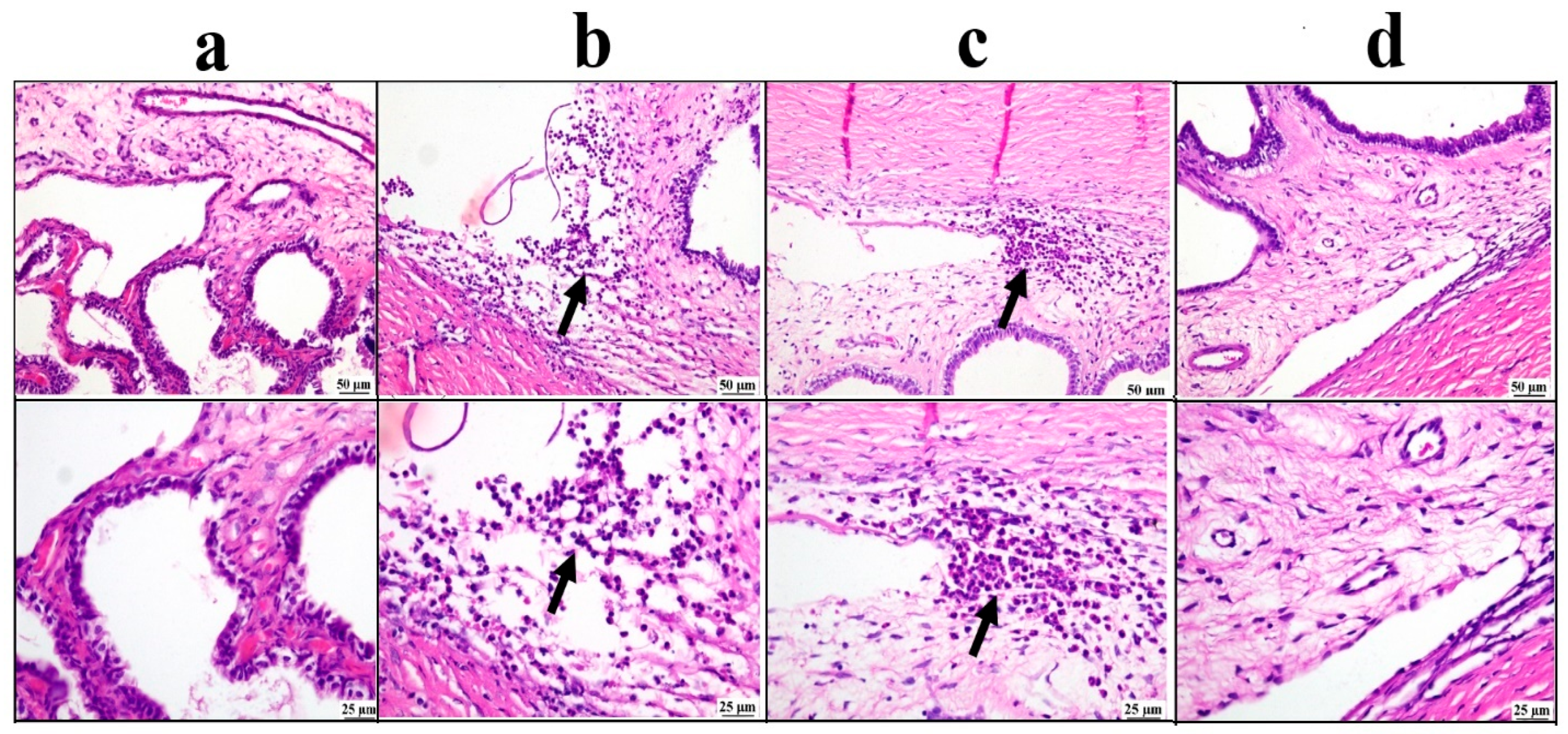 Pharmaceutics 17 01418 g008