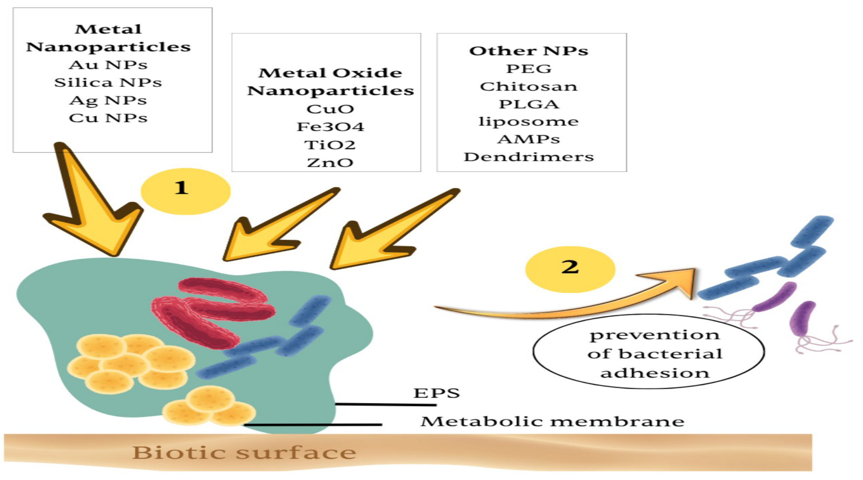 Pharmaceutics 17 01426 g004 Pharmaceutics 17 01426 g004