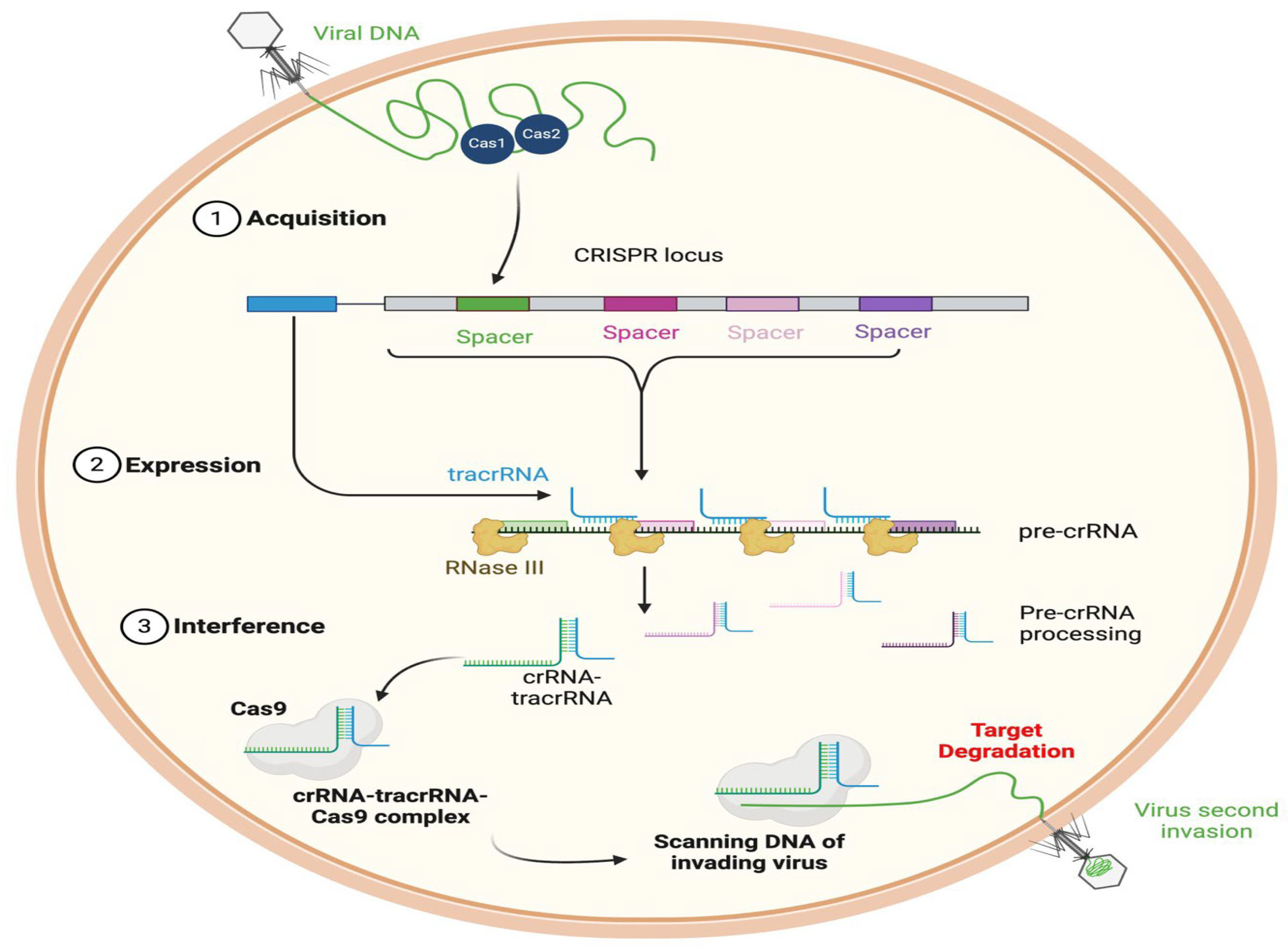 Pharmaceutics 17 01426 g006 Pharmaceutics 17 01426 g006
