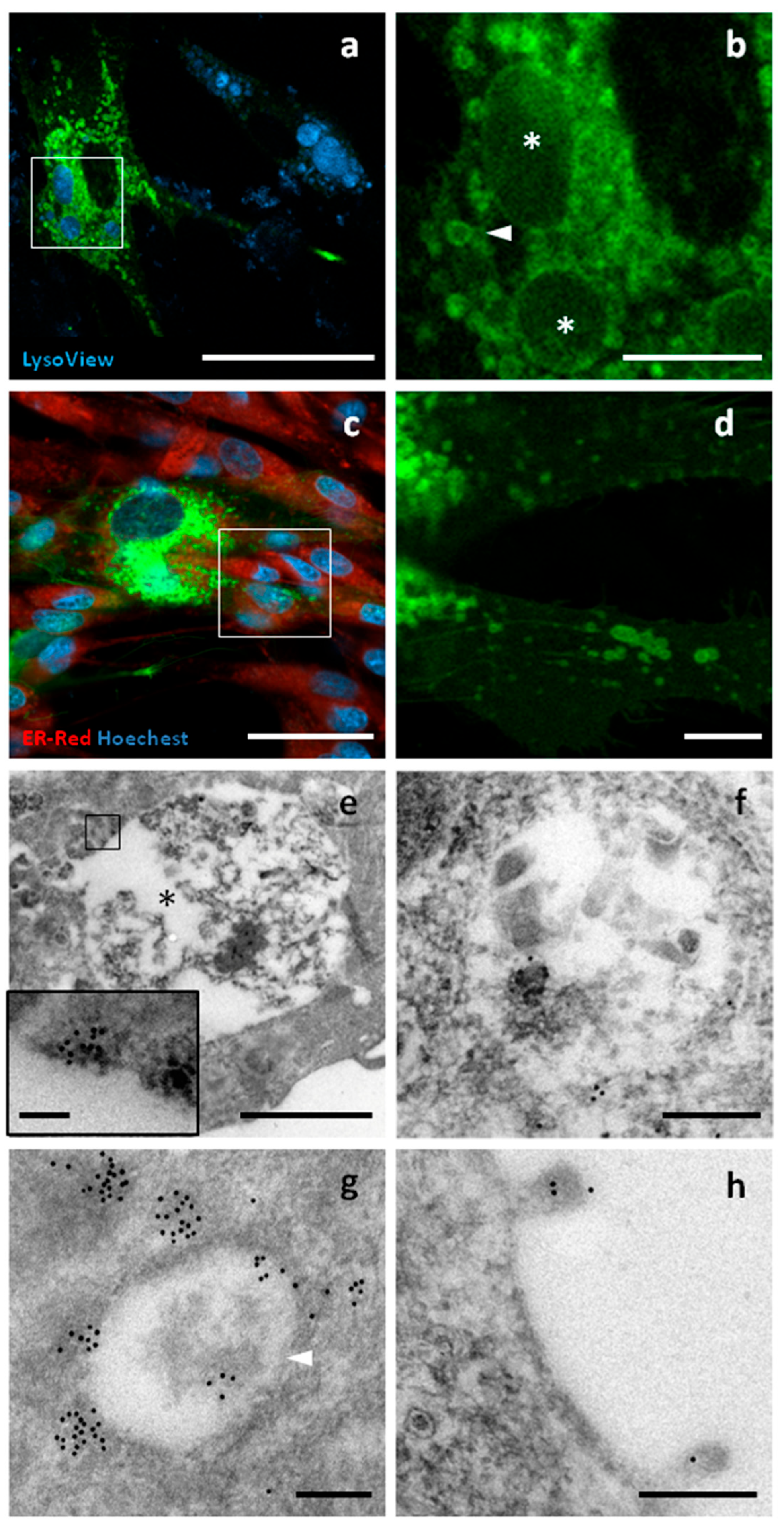 Pharmaceutics 17 01435 g005