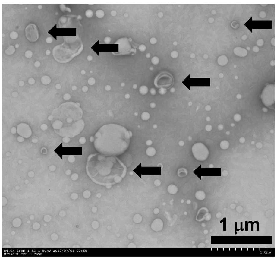 Pharmaceutics 17 01446 g002 Pharmaceutics 17 01446 g002