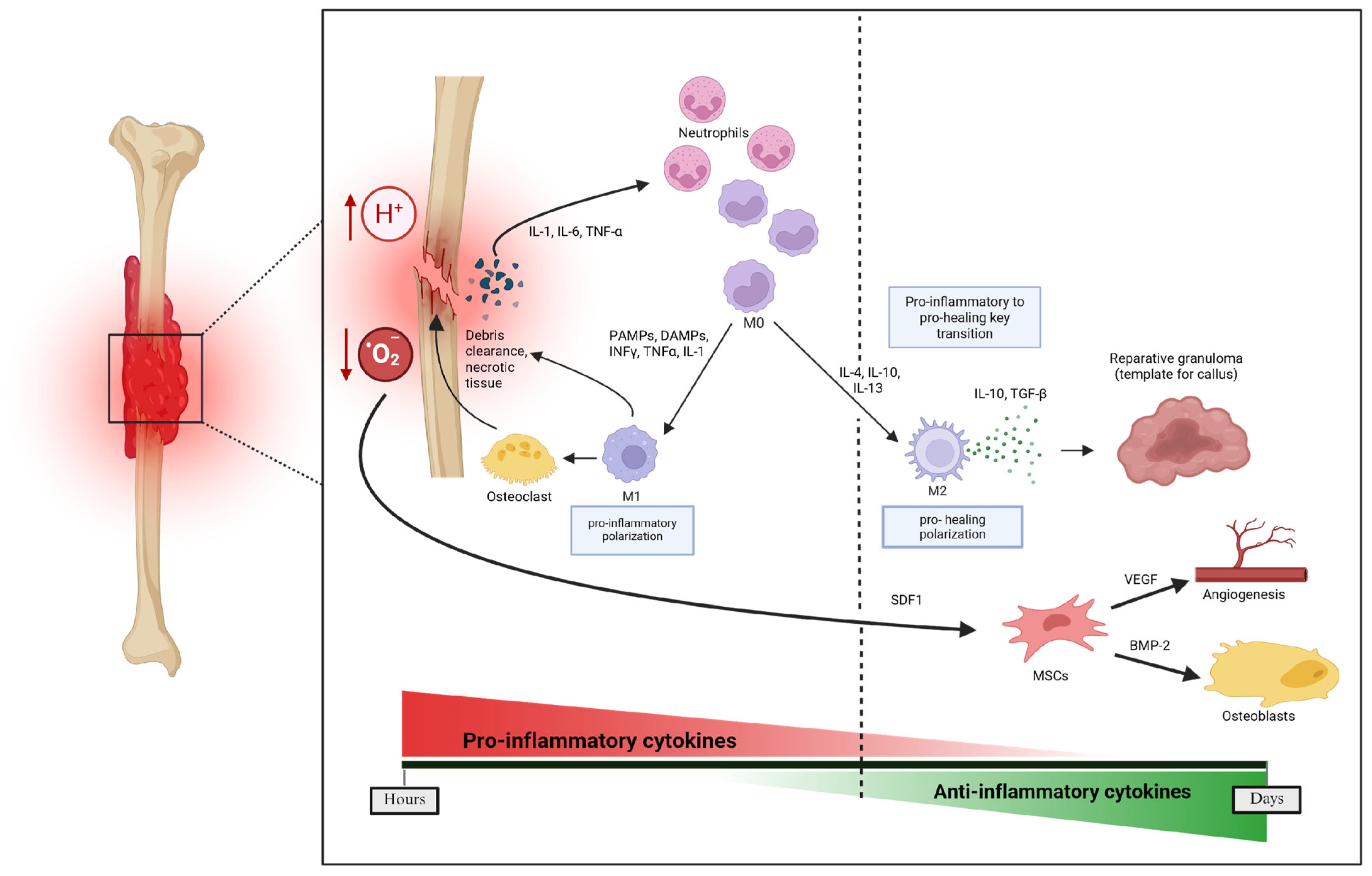 Pharmaceutics 17 01457 g002 Pharmaceutics 17 01457 g002