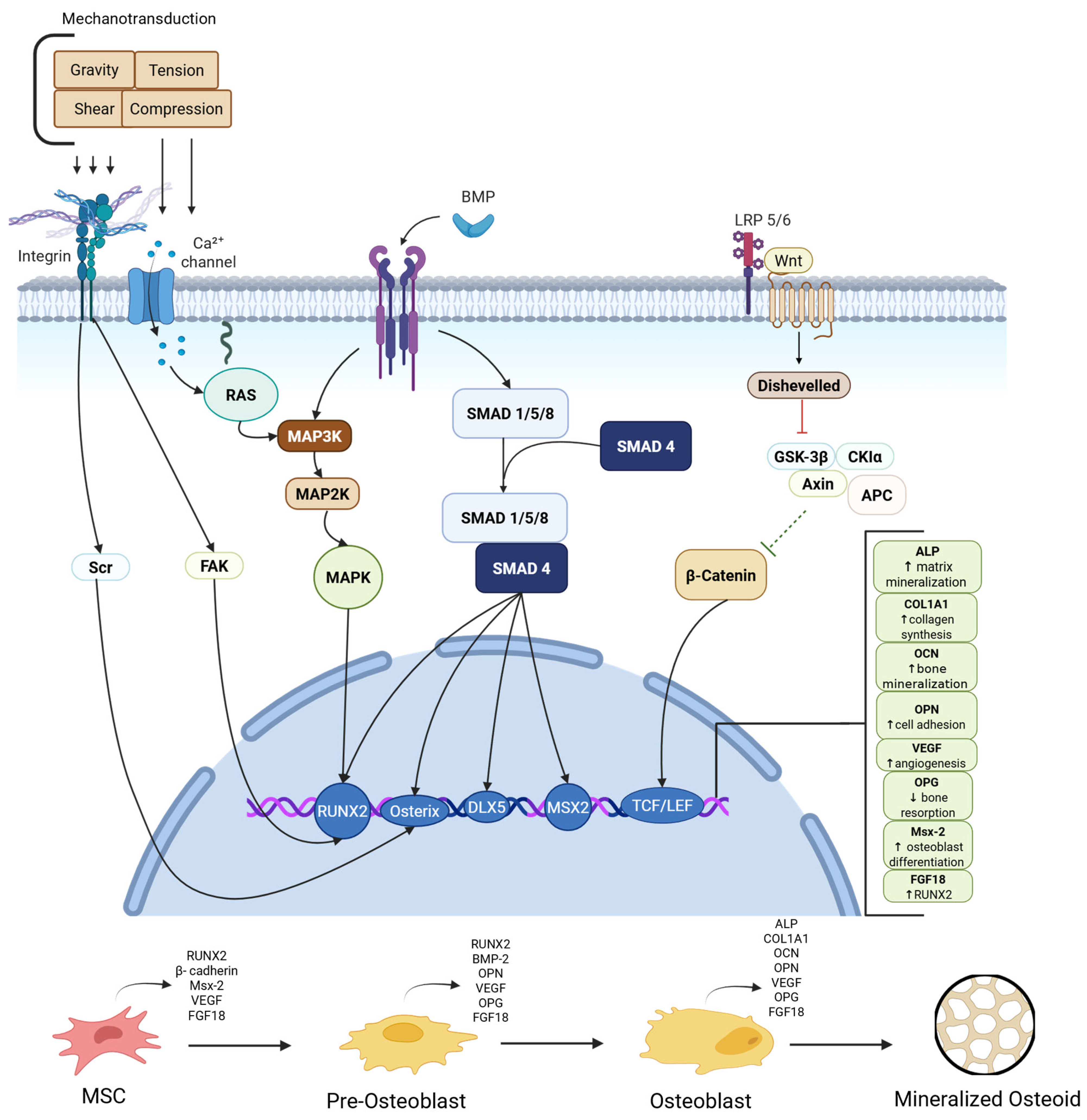 Pharmaceutics 17 01457 g003 Pharmaceutics 17 01457 g003