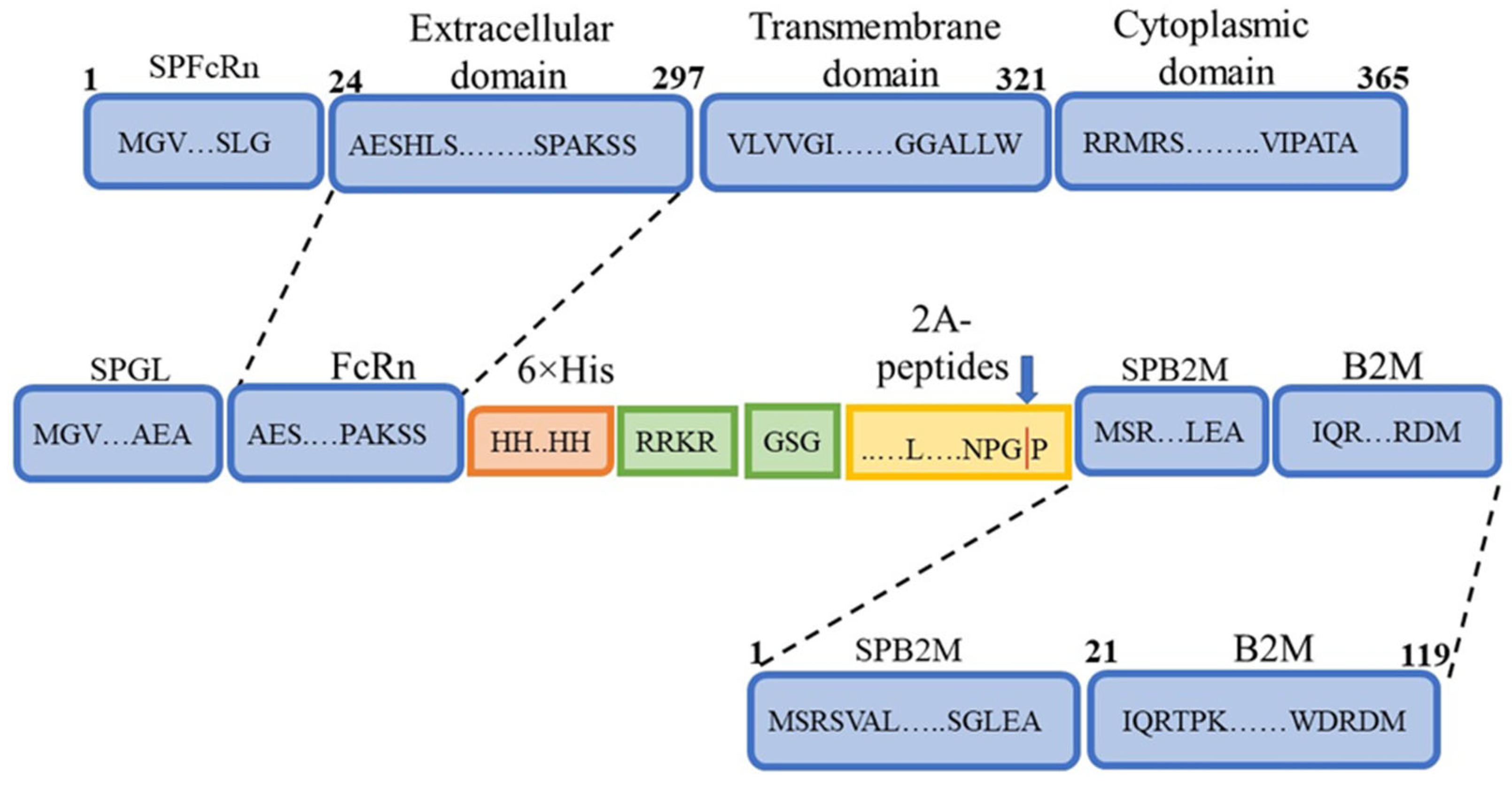 Pharmaceutics 17 01463 g001