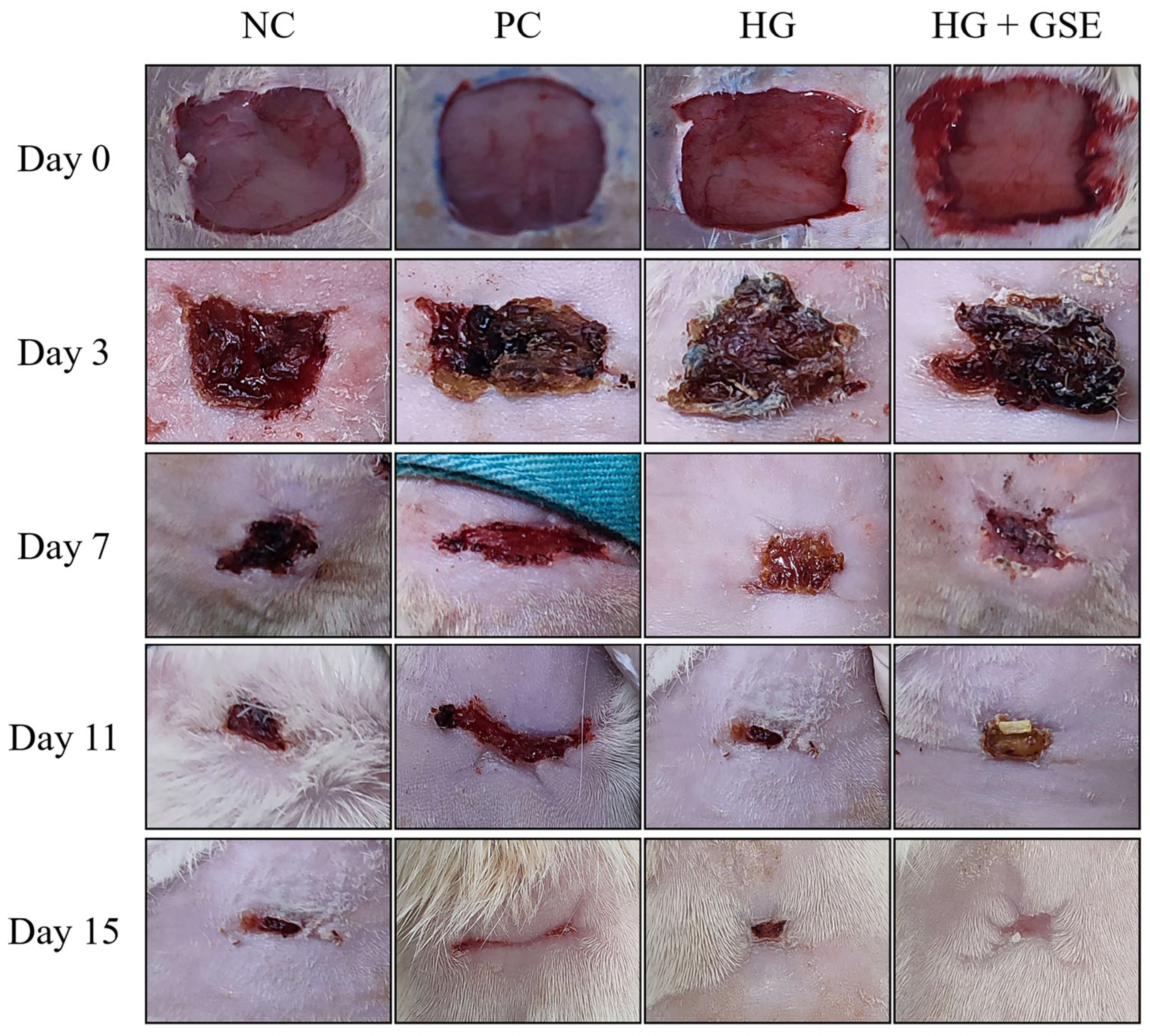 Pharmaceutics 17 01464 g003
