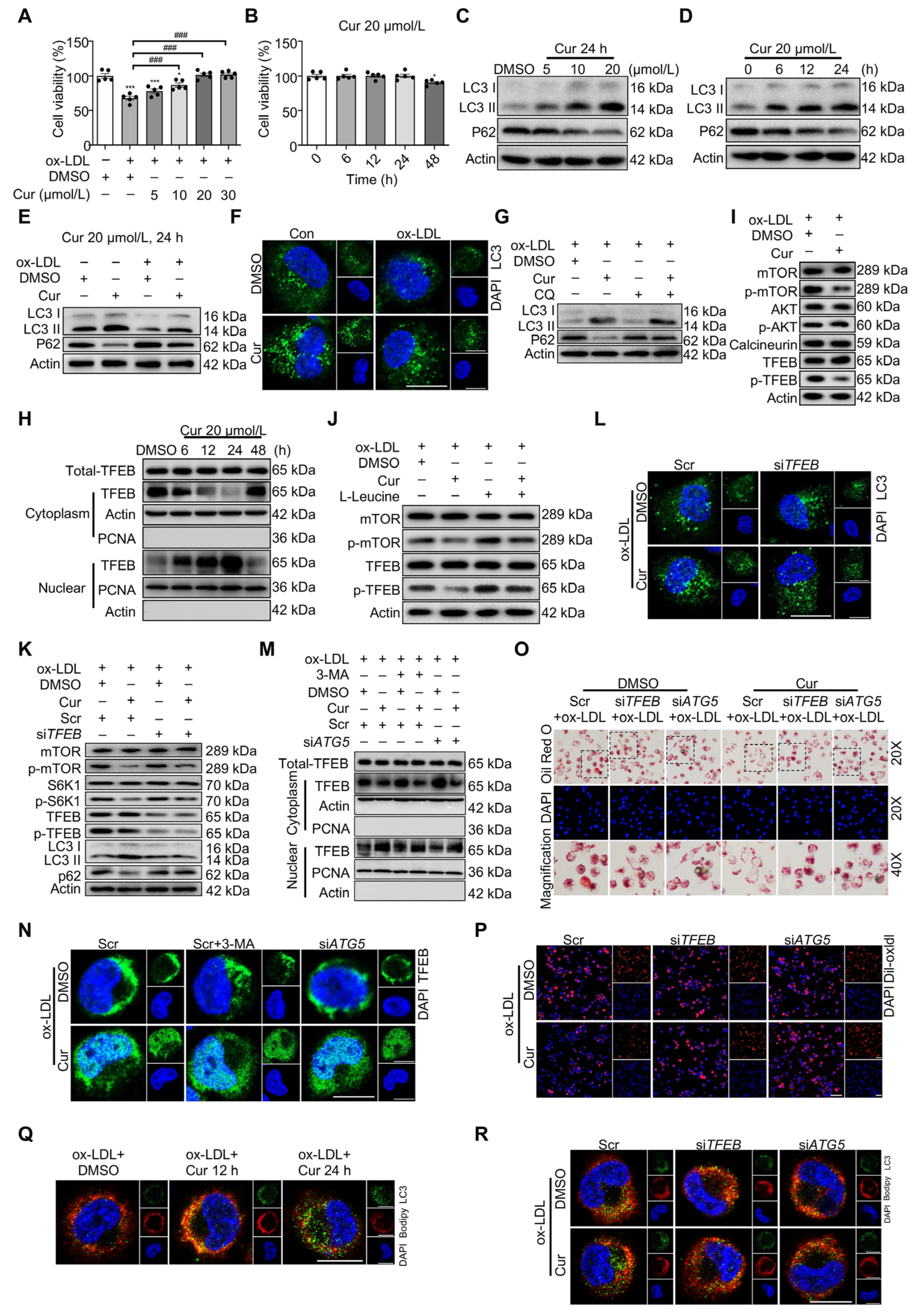 Pharmaceutics 17 01465 g004 Pharmaceutics 17 01465 g004