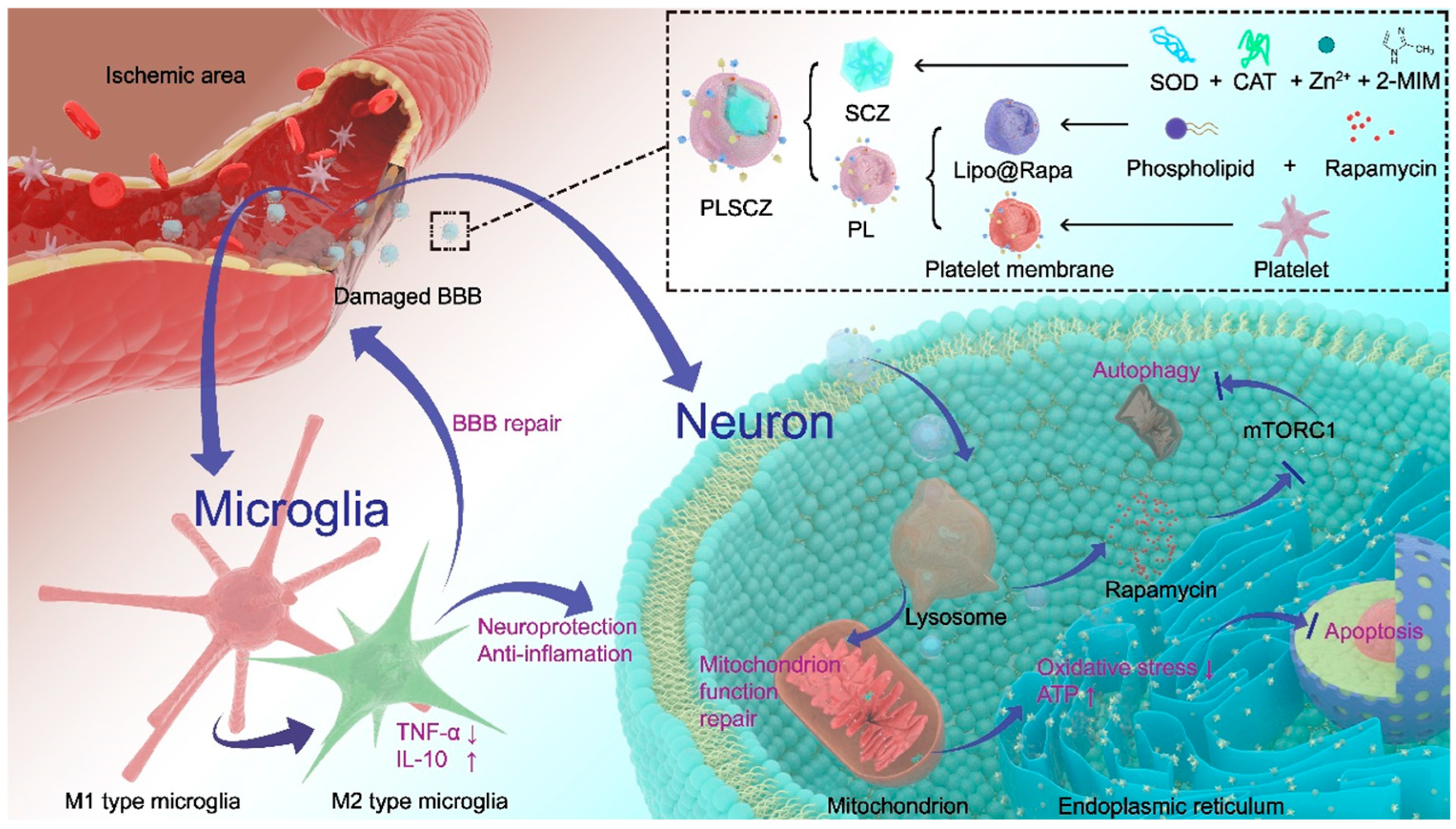 Pharmaceutics 17 01478 g001