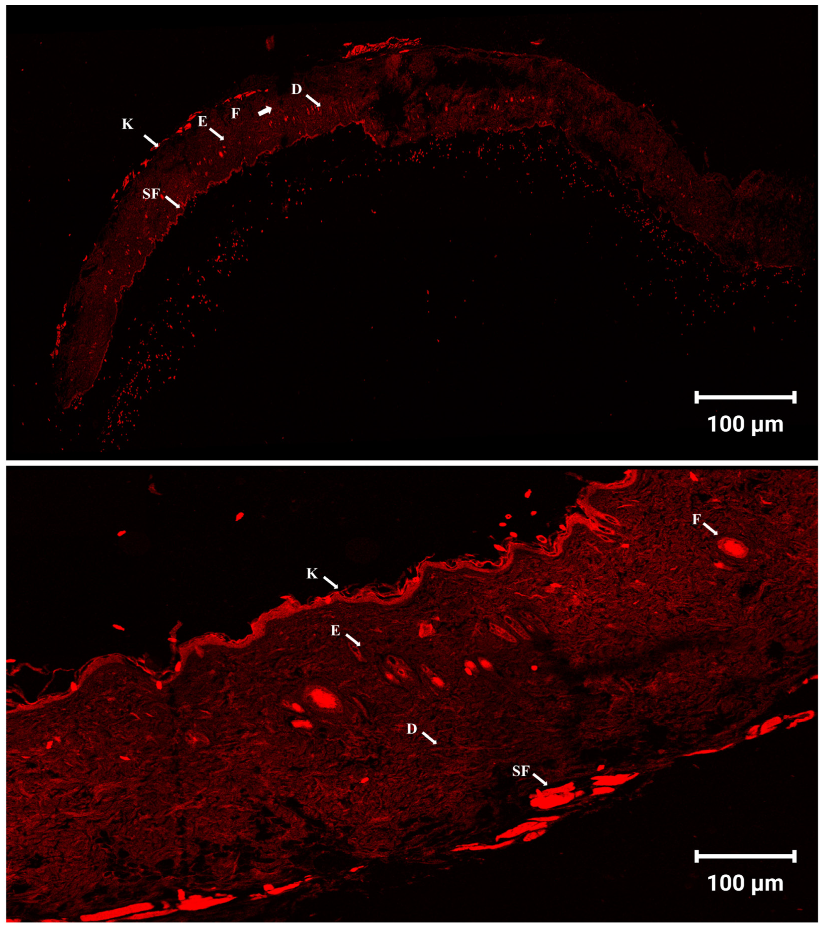 Pharmaceutics 17 01483 g007