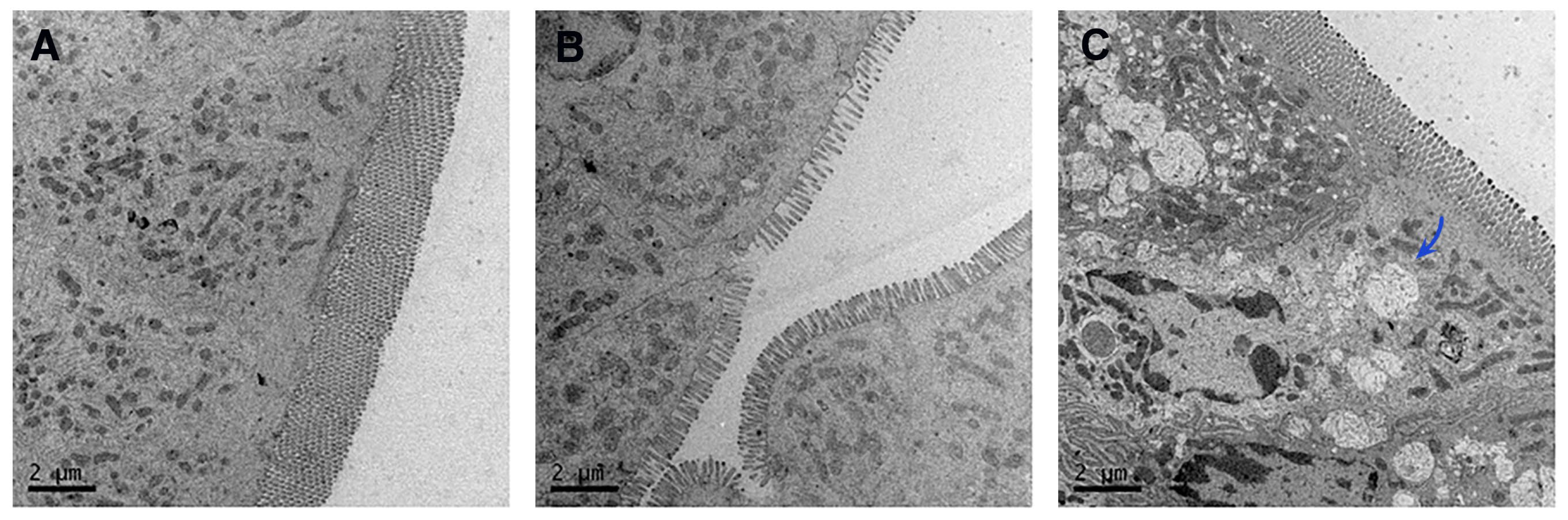 Pharmaceutics 17 01484 g005