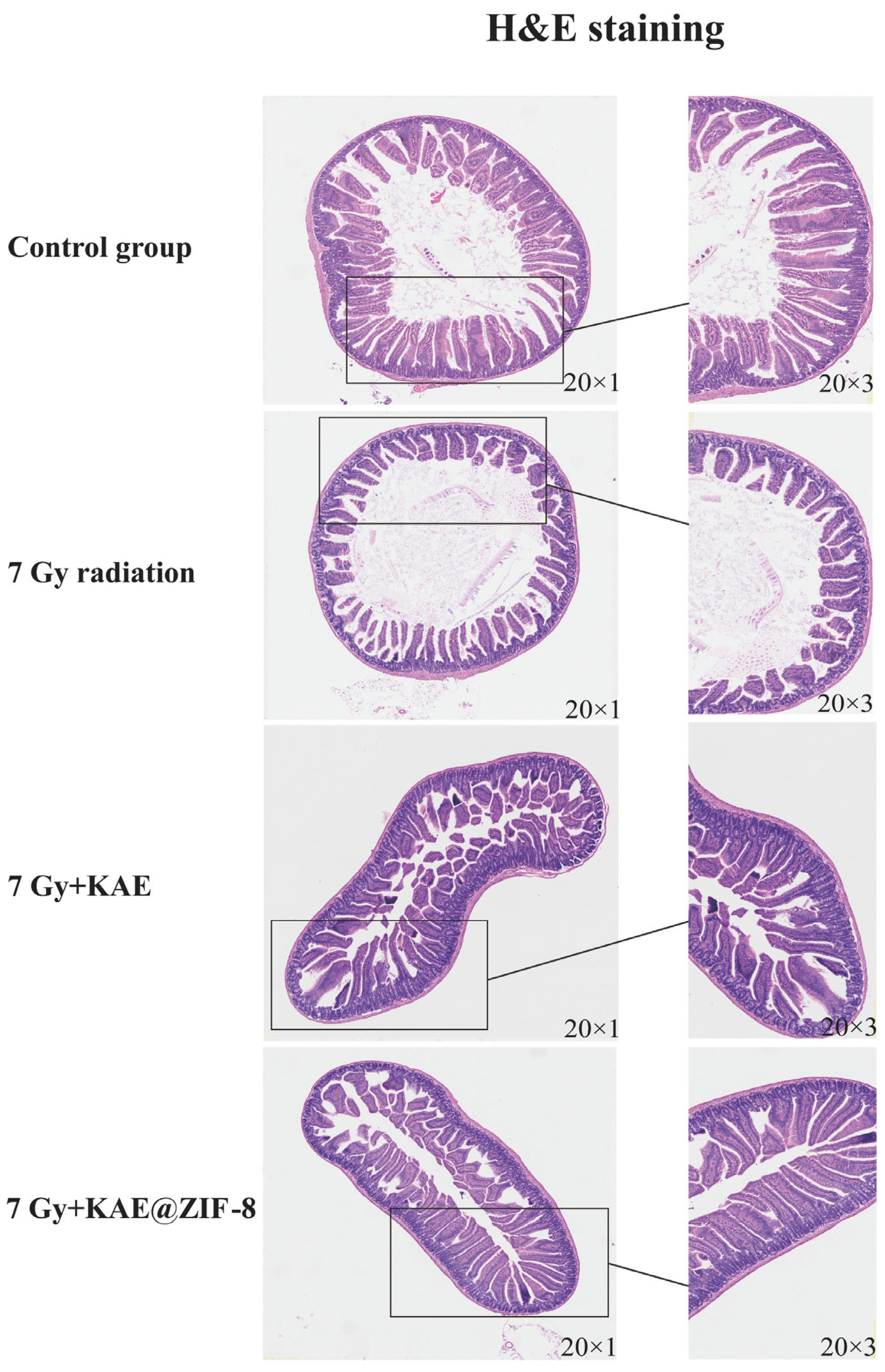 Pharmaceutics 17 01489 g007