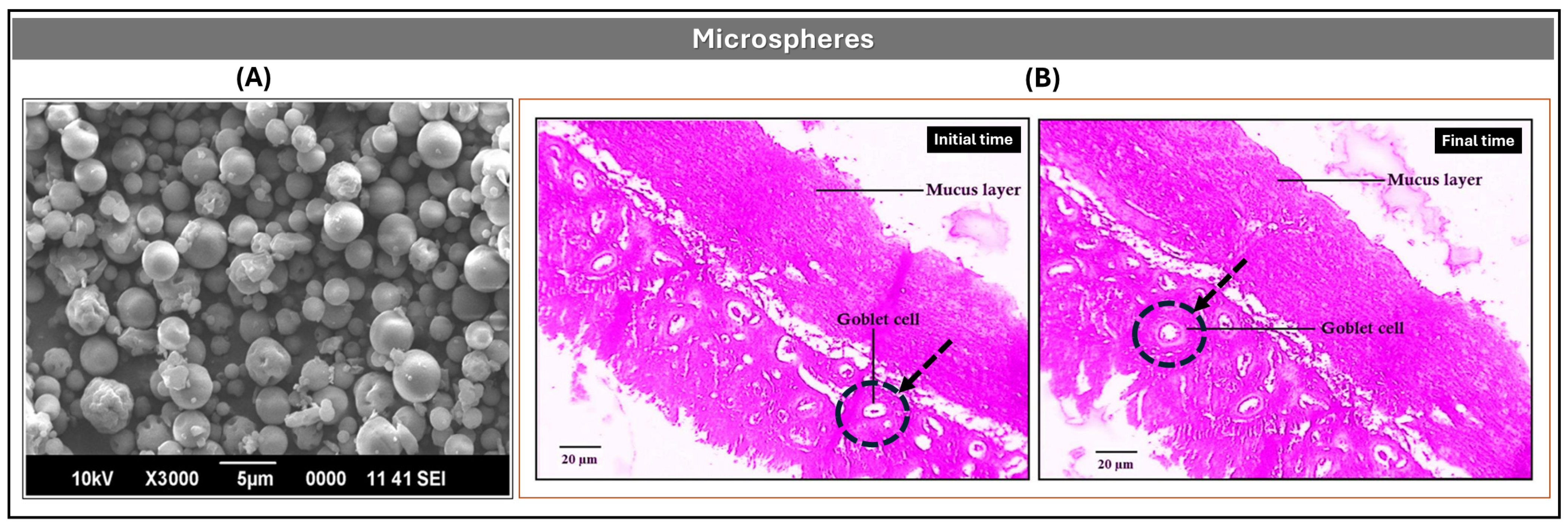 Pharmaceutics 17 01491 g006 Pharmaceutics 17 01491 g006