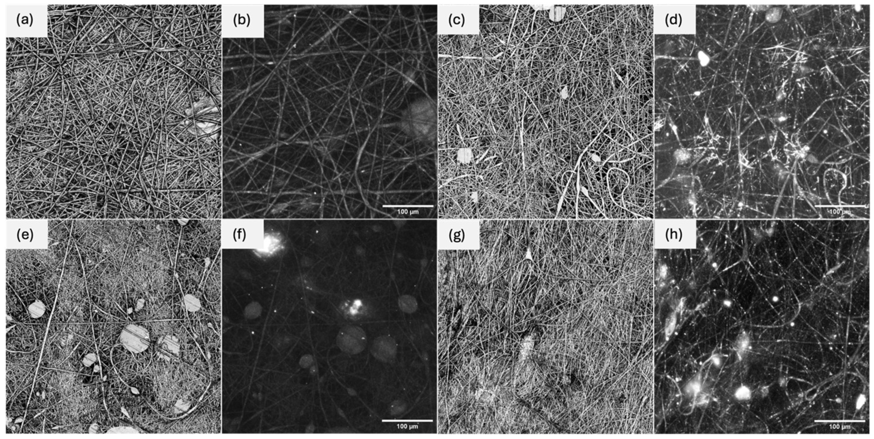 Pharmaceutics 17 01497 g001