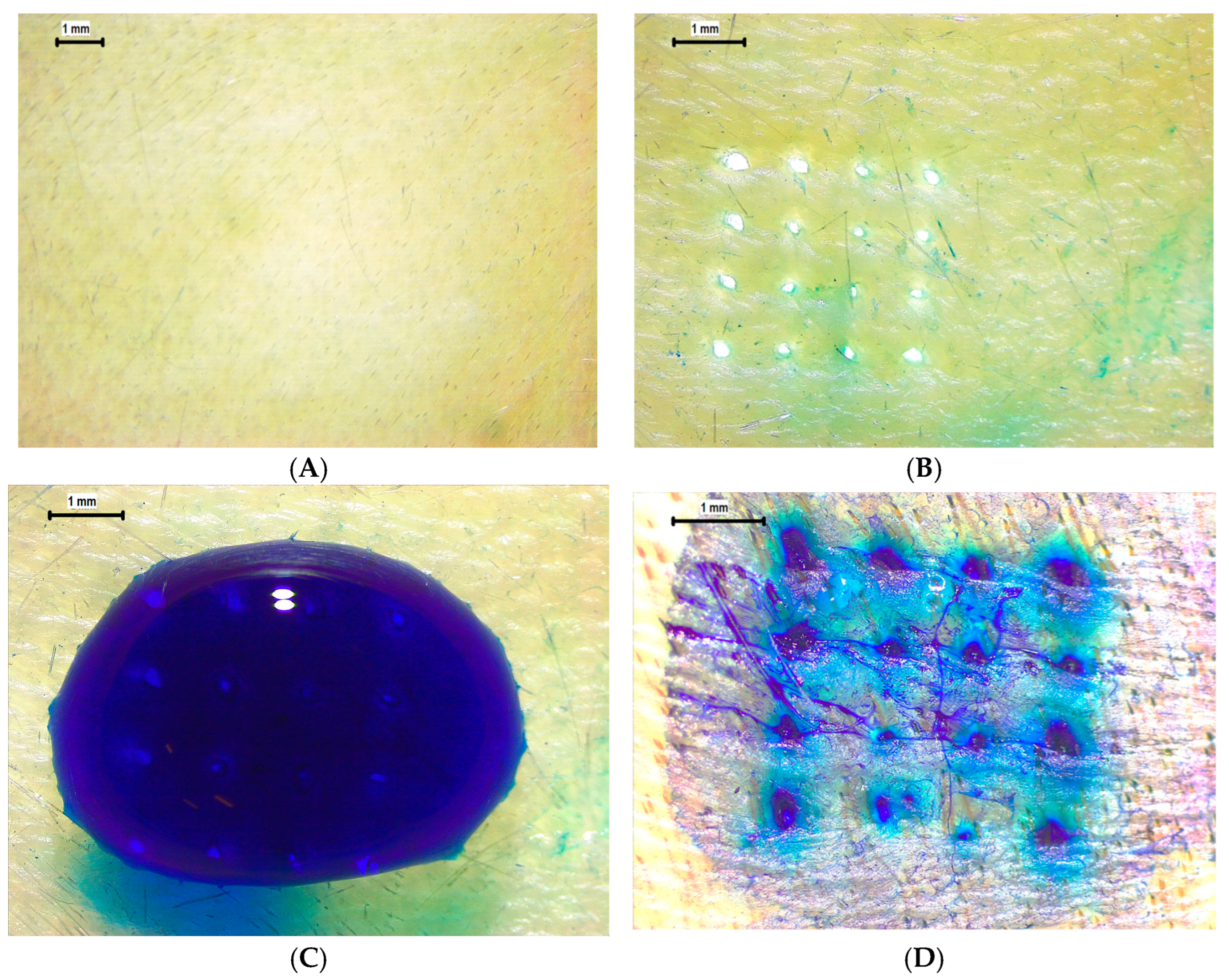 Pharmaceutics 17 01498 g012a