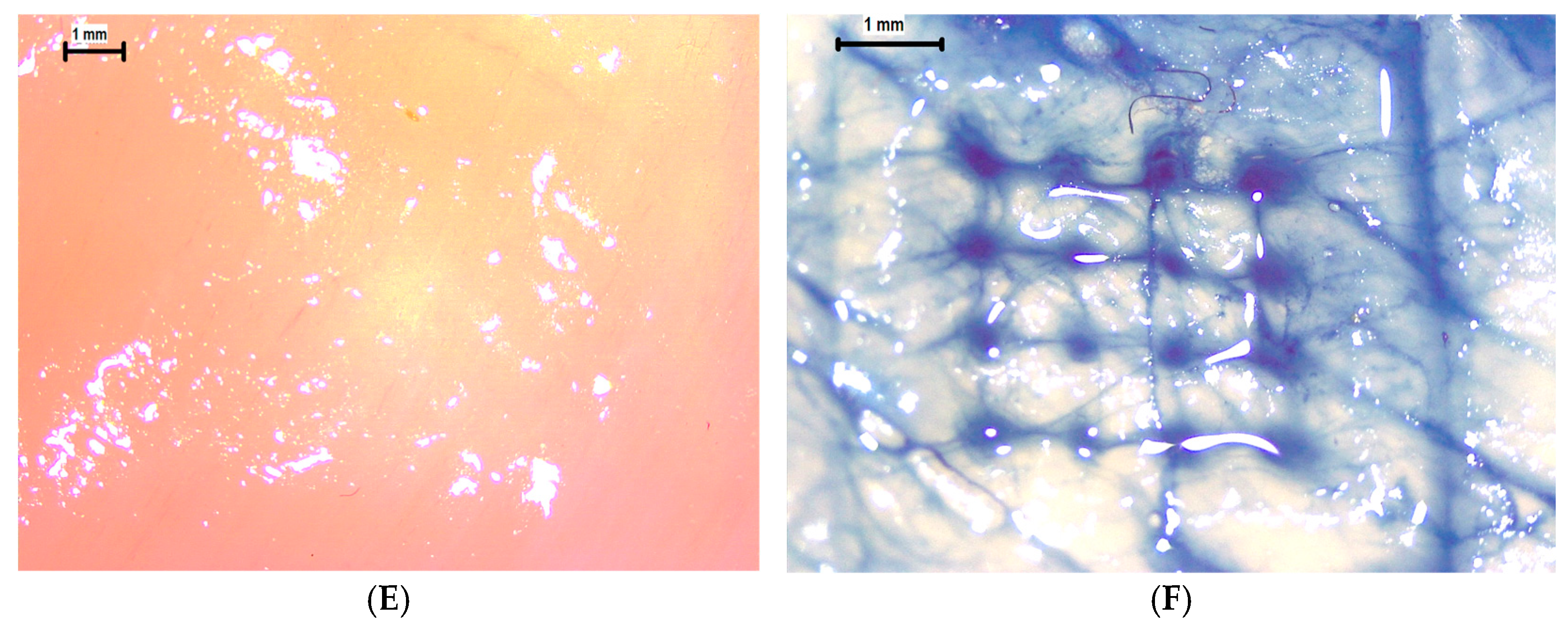 Pharmaceutics 17 01498 g012b