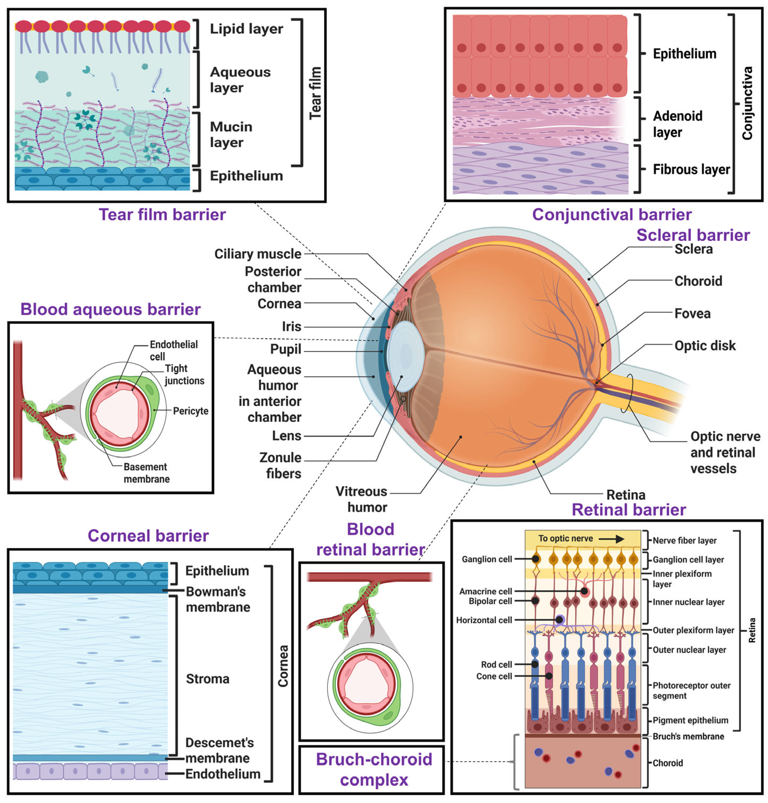 Pharmaceutics 17 01504 g001