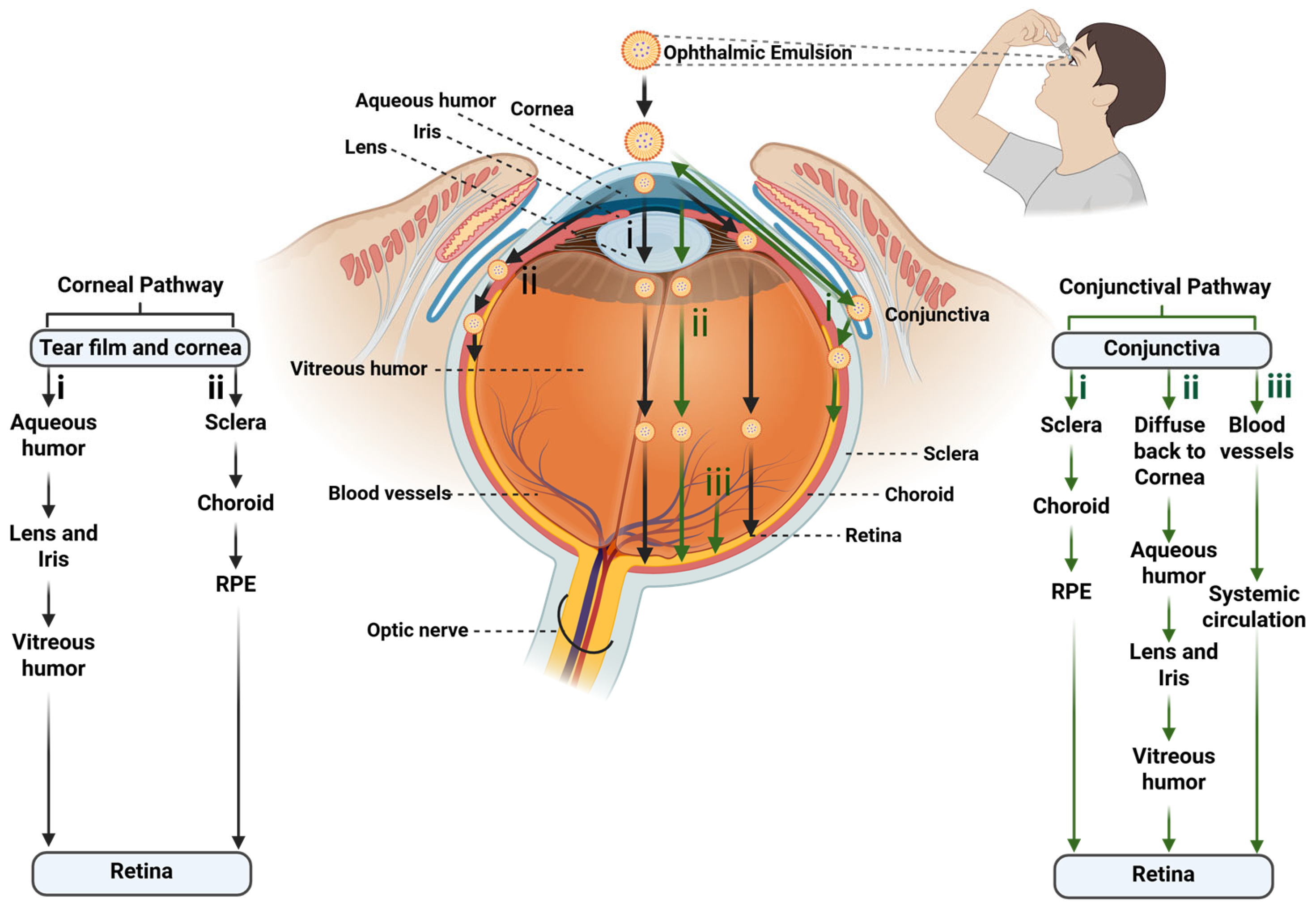 Pharmaceutics 17 01504 g004