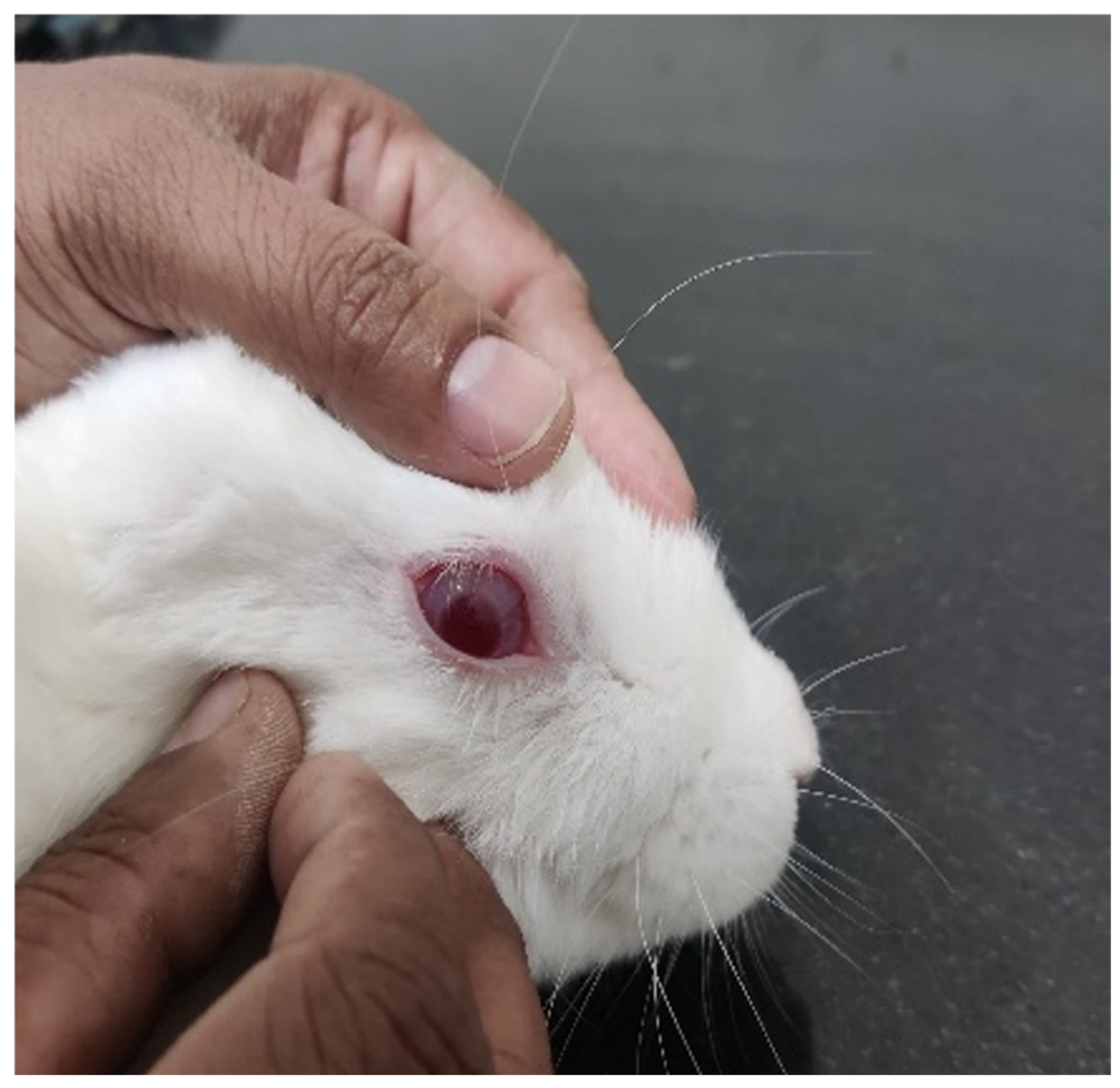 Pharmaceutics 17 01515 g008 Pharmaceutics 17 01515 g008