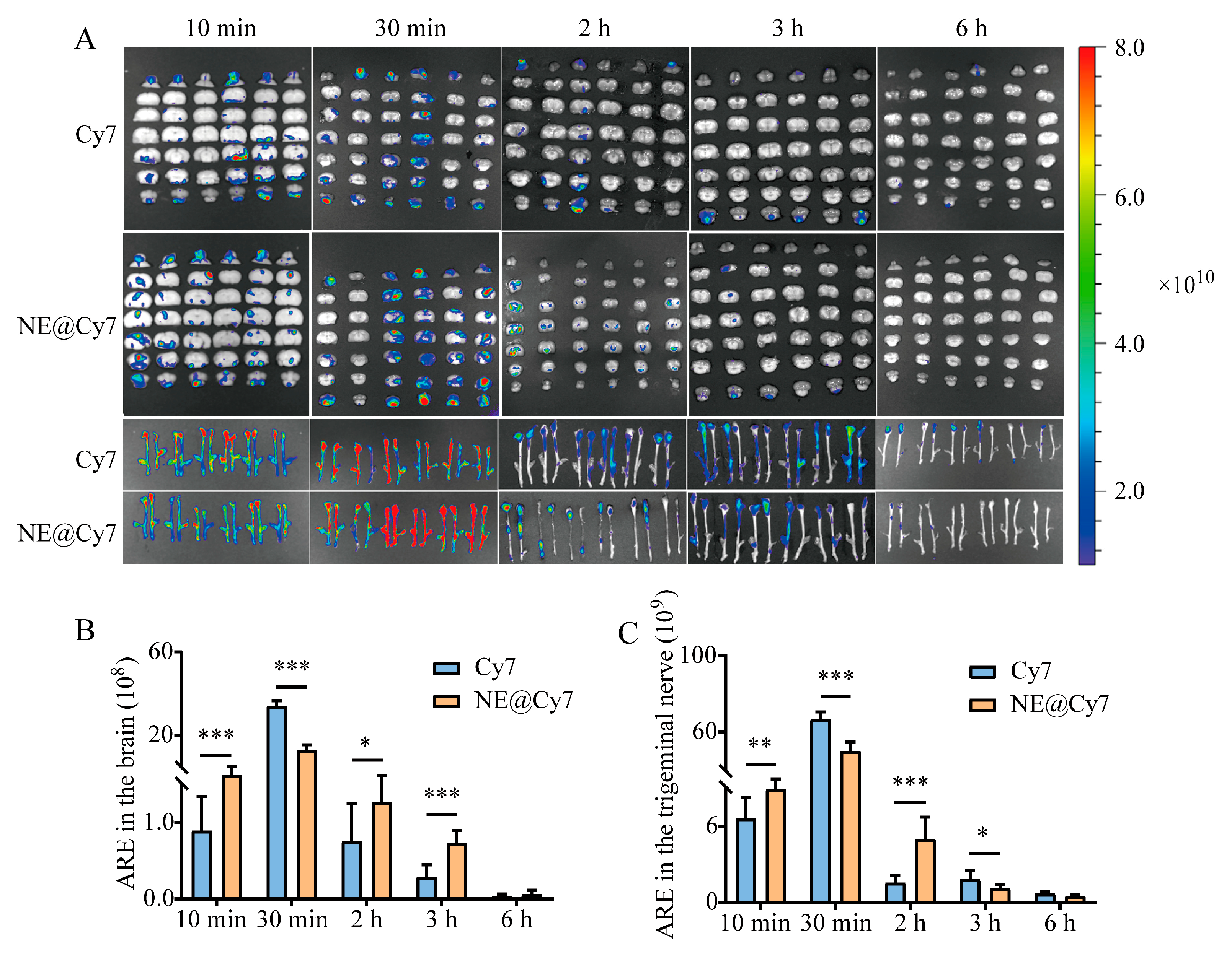 Pharmaceutics 17 01535 g003 Pharmaceutics 17 01535 g003