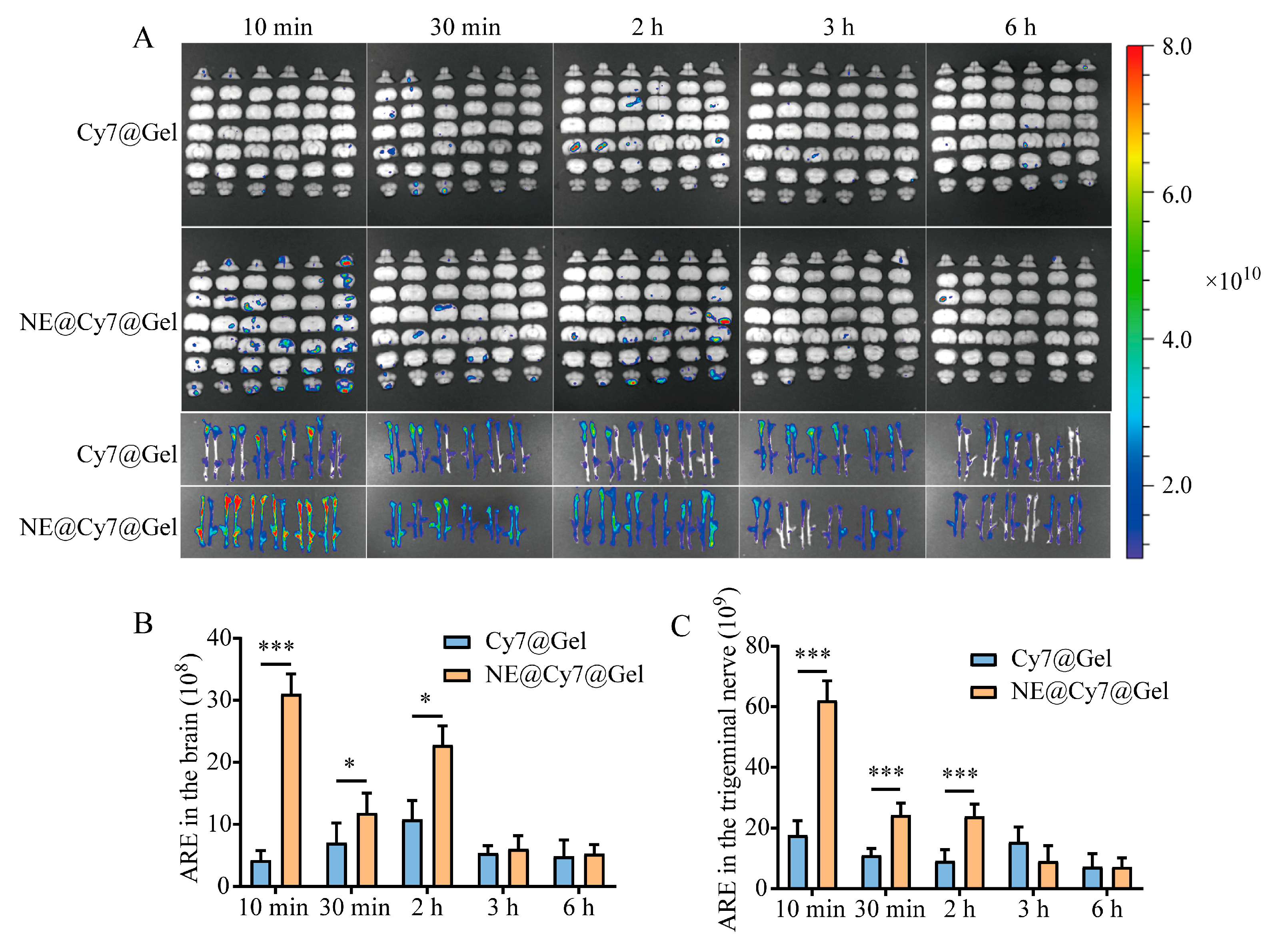 Pharmaceutics 17 01535 g005 Pharmaceutics 17 01535 g005