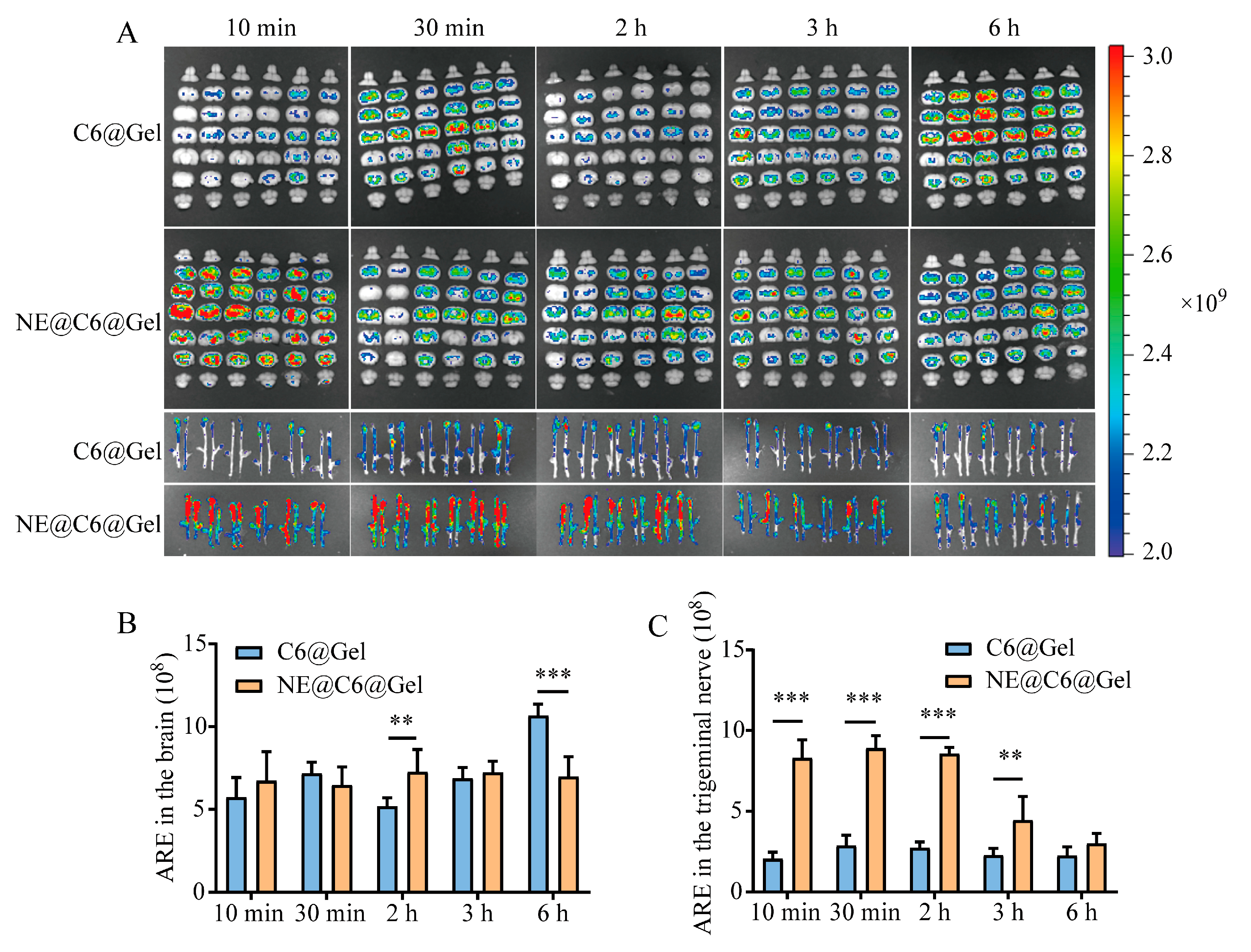 Pharmaceutics 17 01535 g006 Pharmaceutics 17 01535 g006