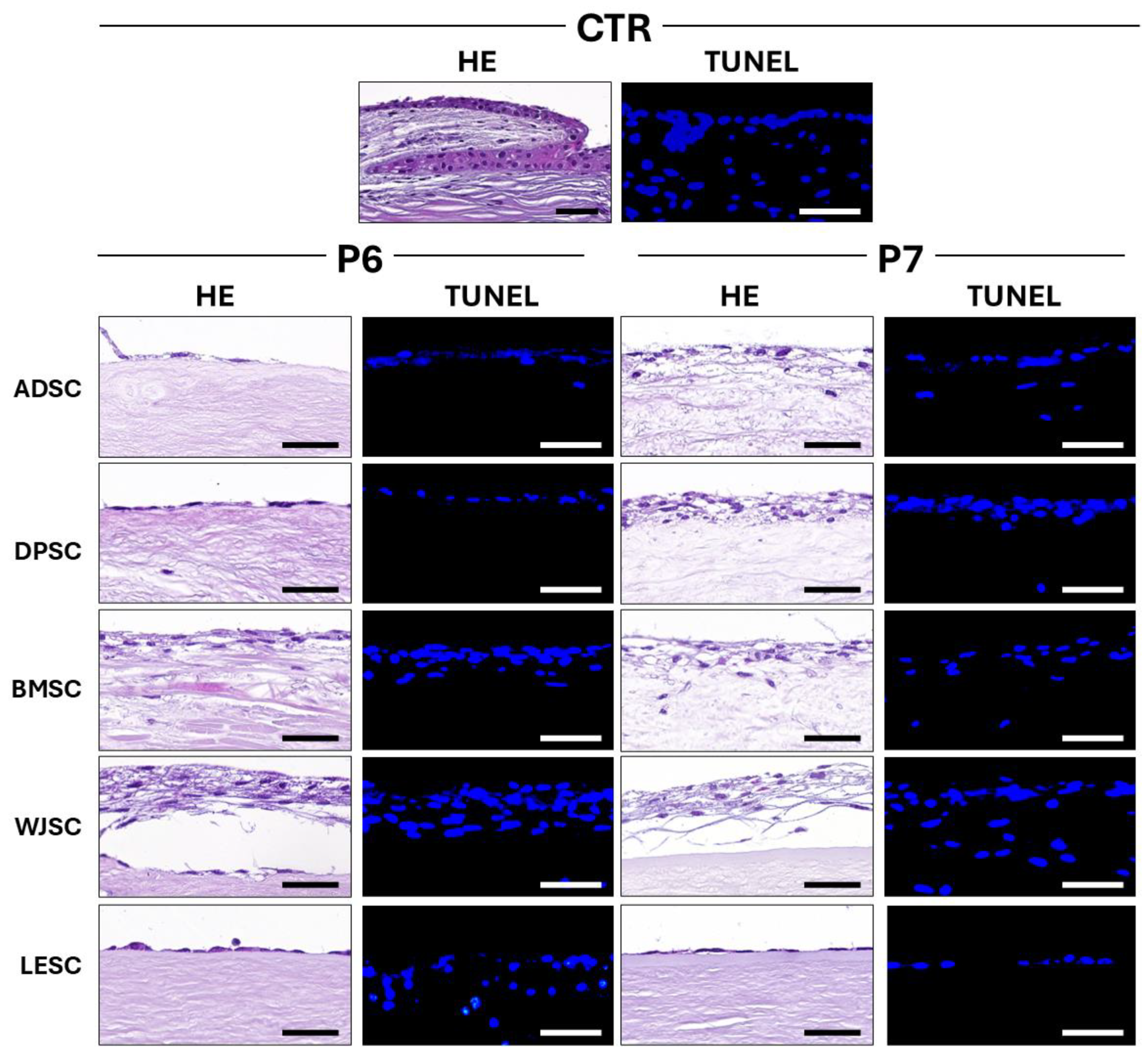 Pharmaceutics 17 01540 g004 Pharmaceutics 17 01540 g004