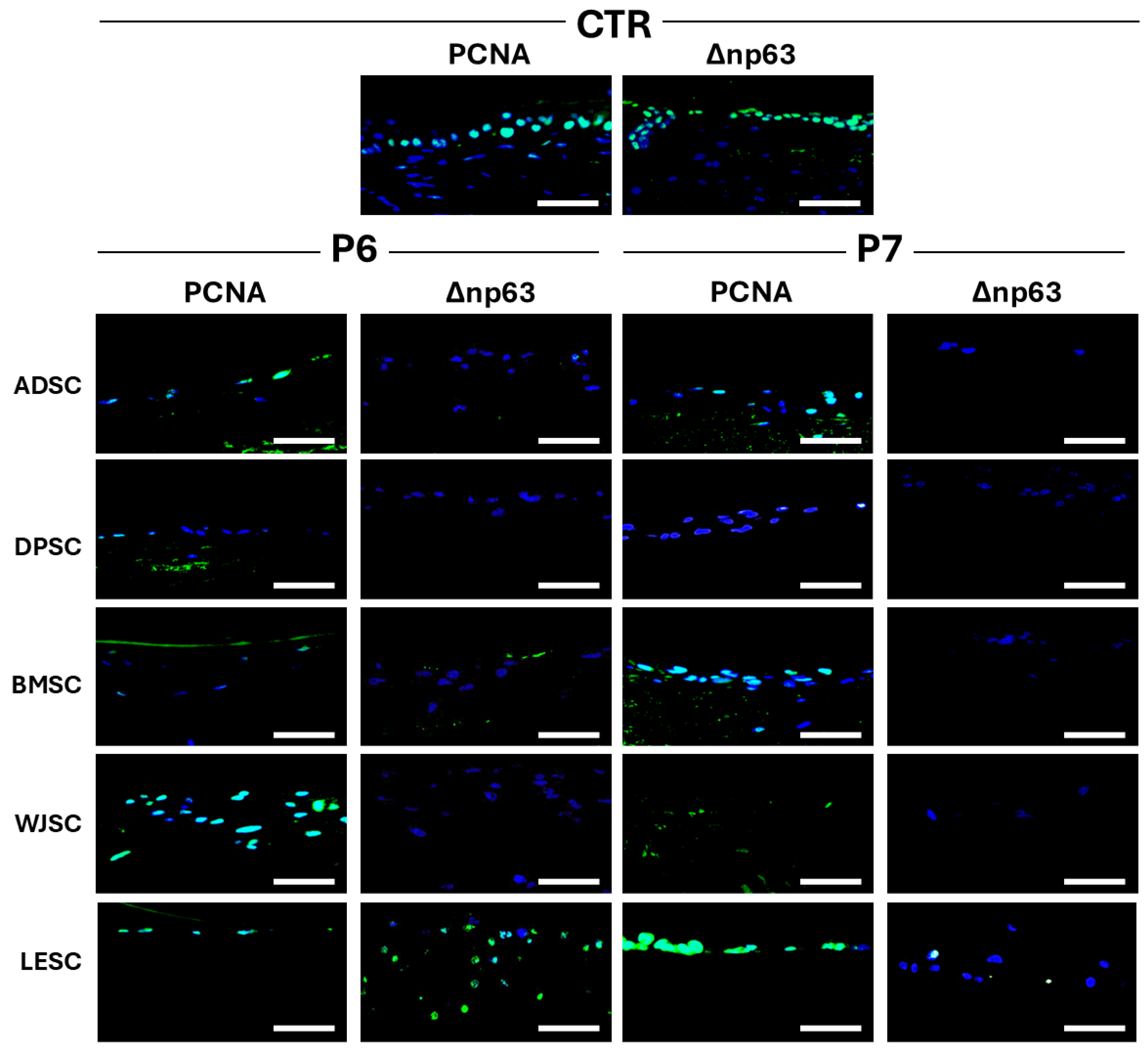 Pharmaceutics 17 01540 g005 Pharmaceutics 17 01540 g005