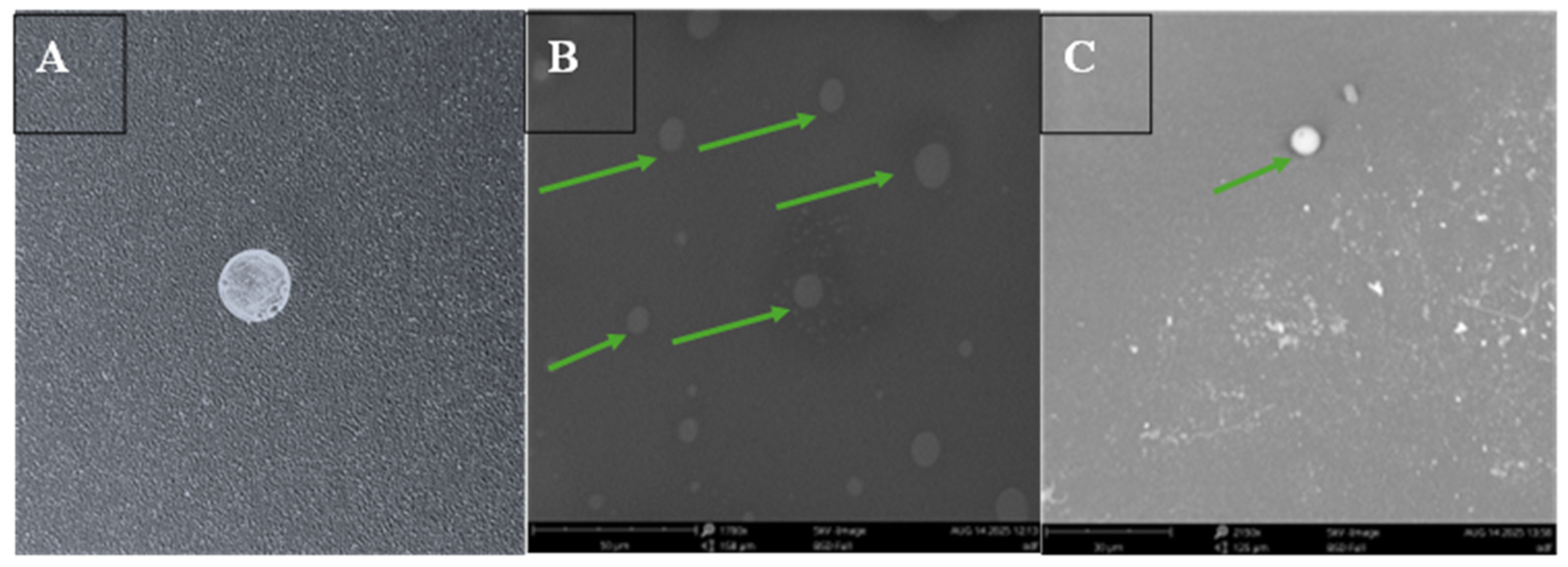 Pharmaceutics 17 01547 g002