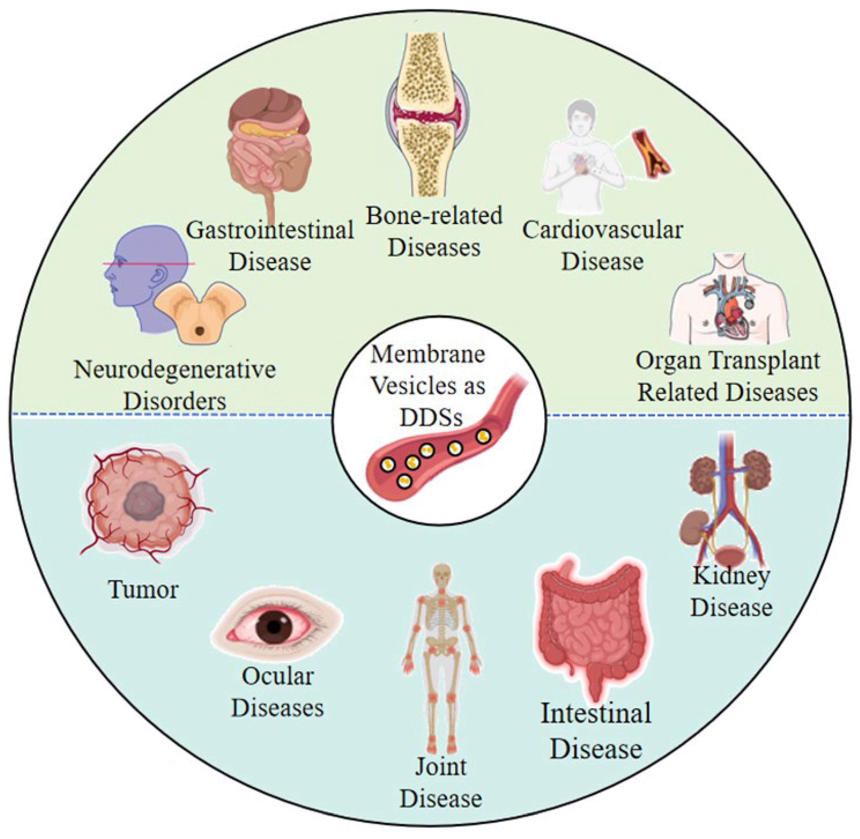 Pharmaceutics 17 01550 g003
