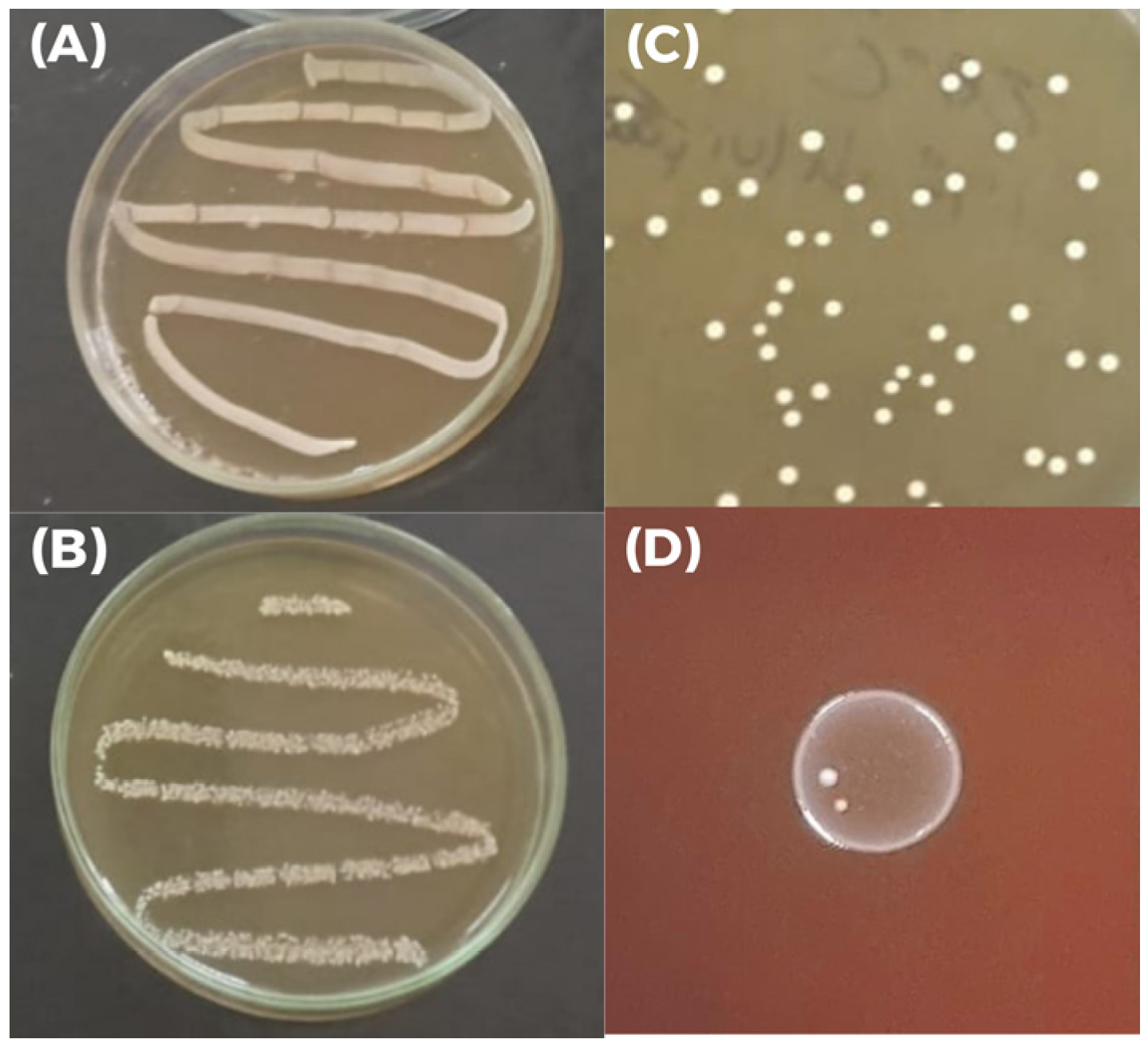 Pharmaceutics 17 01557 g004
