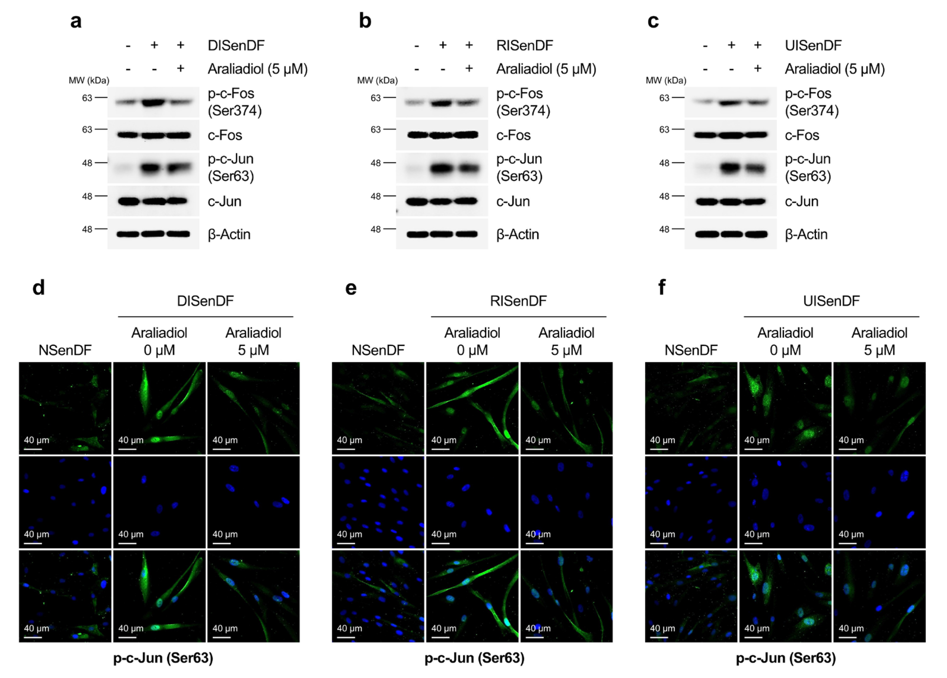 Pharmaceutics 17 01560 g005 Pharmaceutics 17 01560 g005