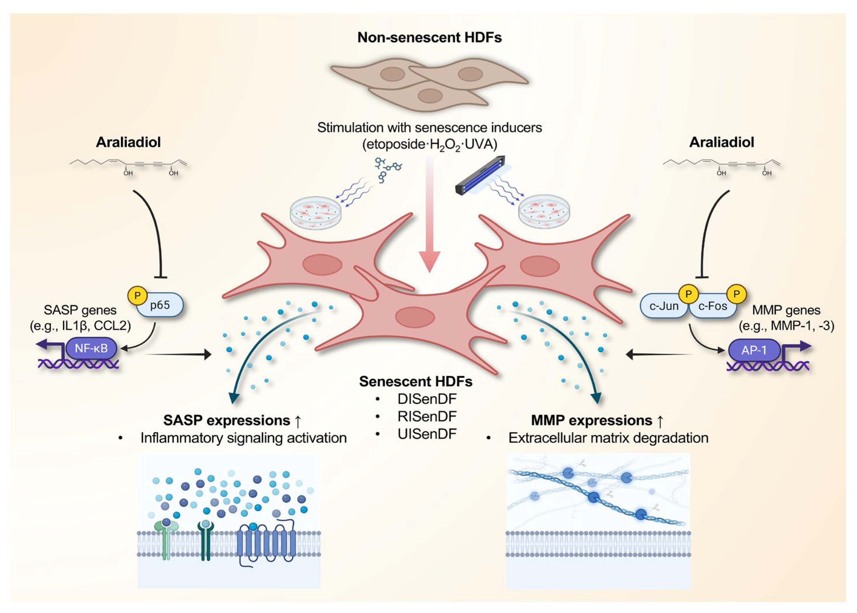 Pharmaceutics 17 01560 g007 Pharmaceutics 17 01560 g007