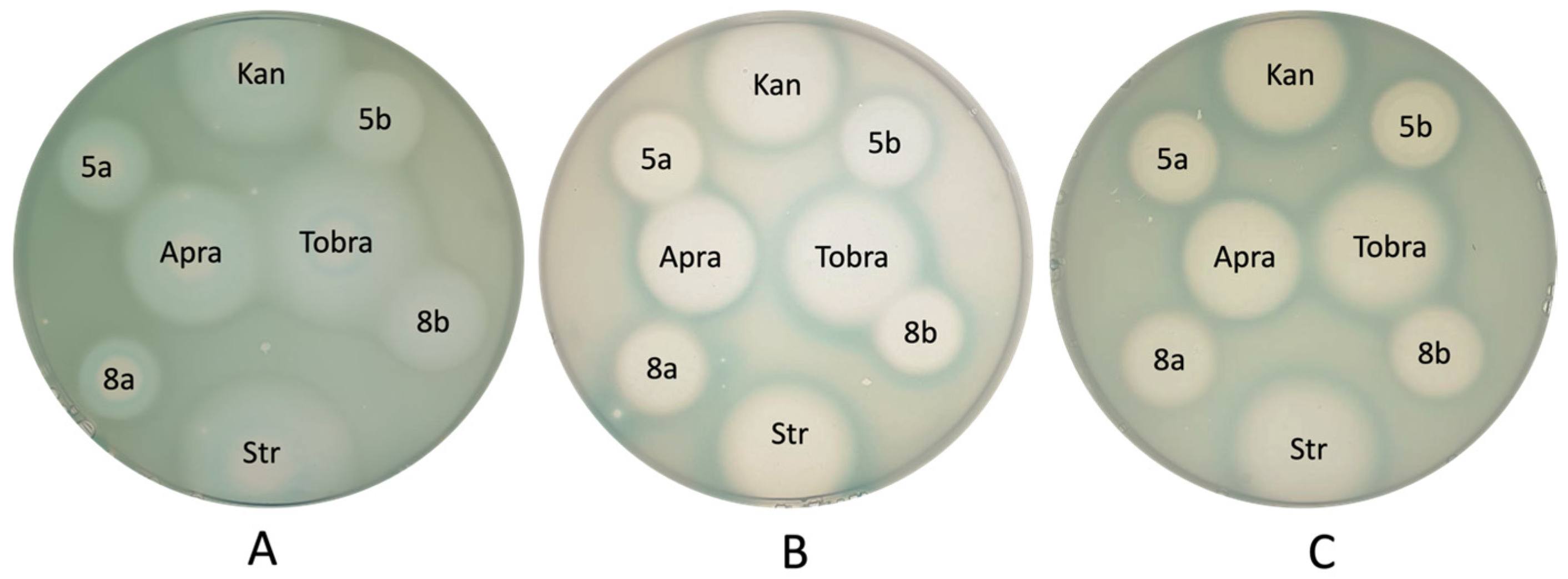 Pharmaceutics 17 01583 g004 Pharmaceutics 17 01583 g004