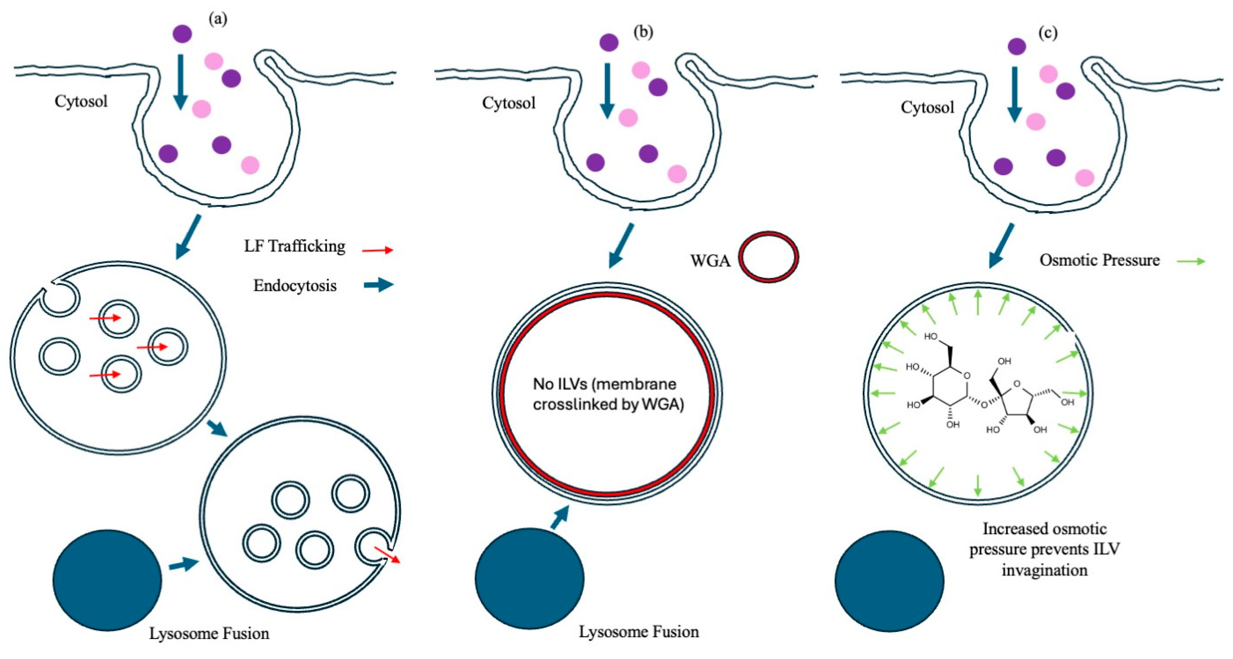 Pharmaceutics 17 01584 g005 Pharmaceutics 17 01584 g005