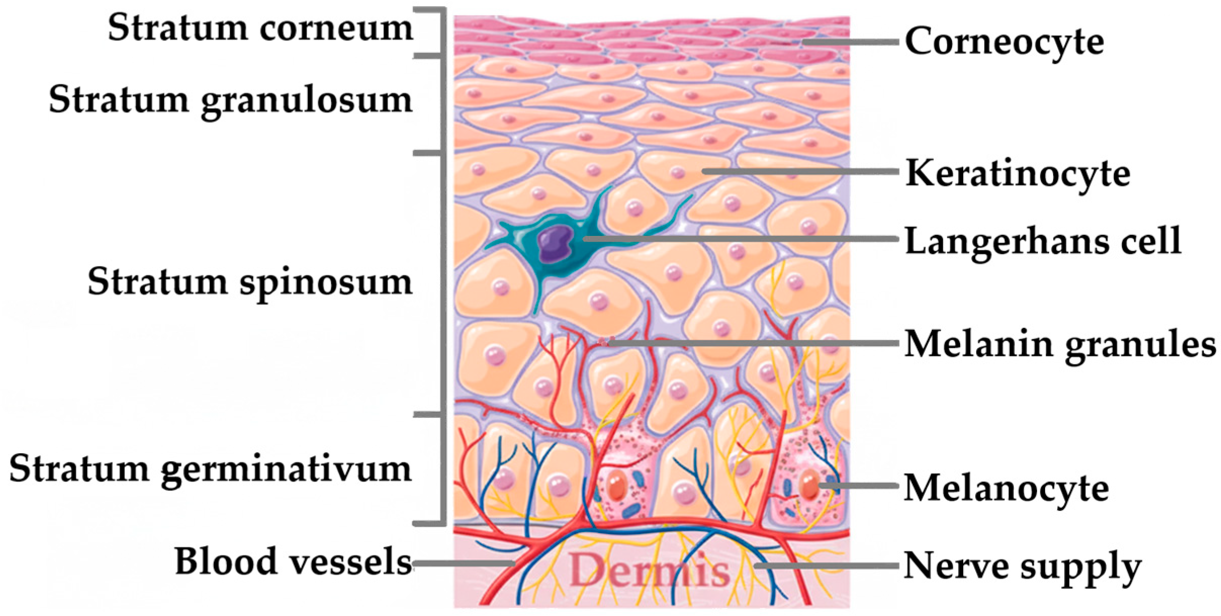 Pharmaceutics 17 01586 g002
