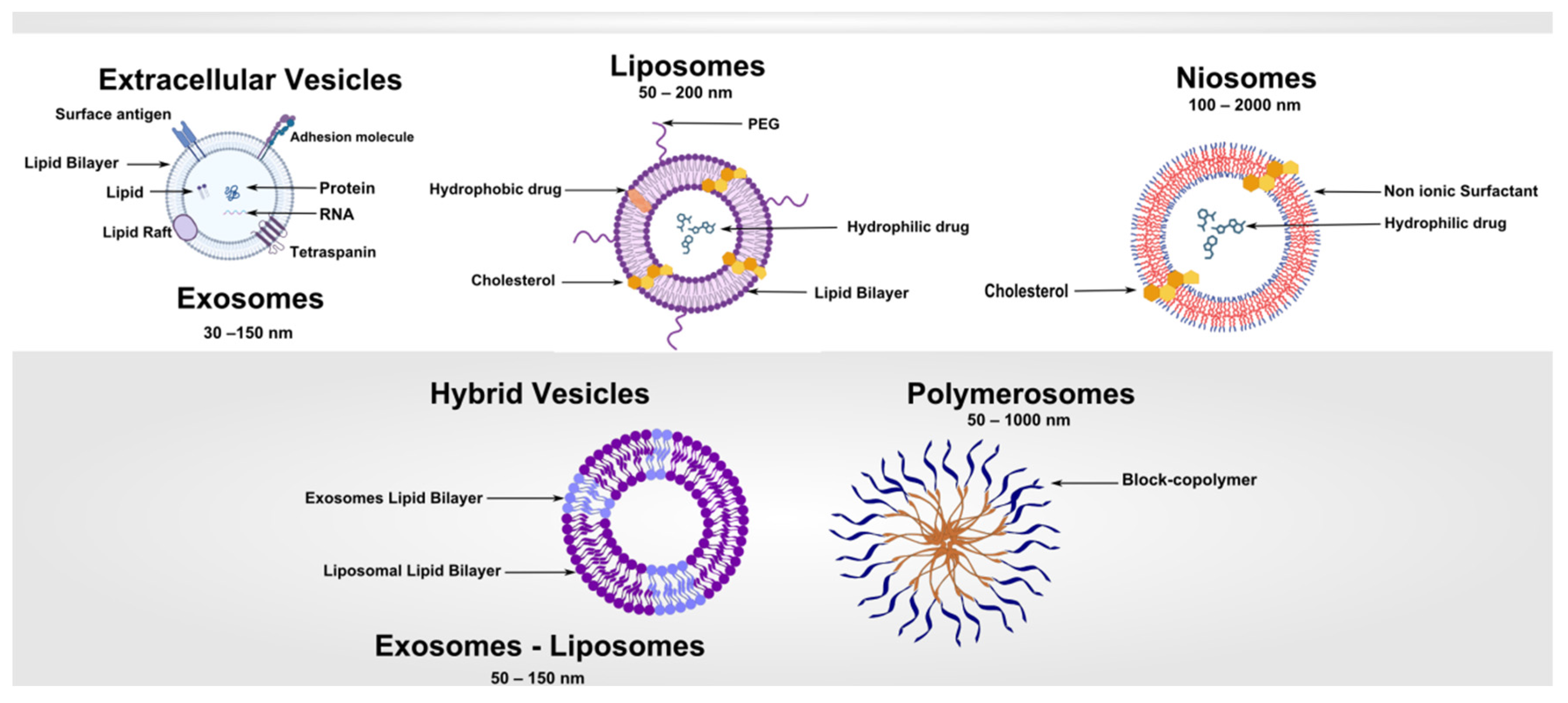 Pharmaceutics 17 01588 g001 Pharmaceutics 17 01588 g001