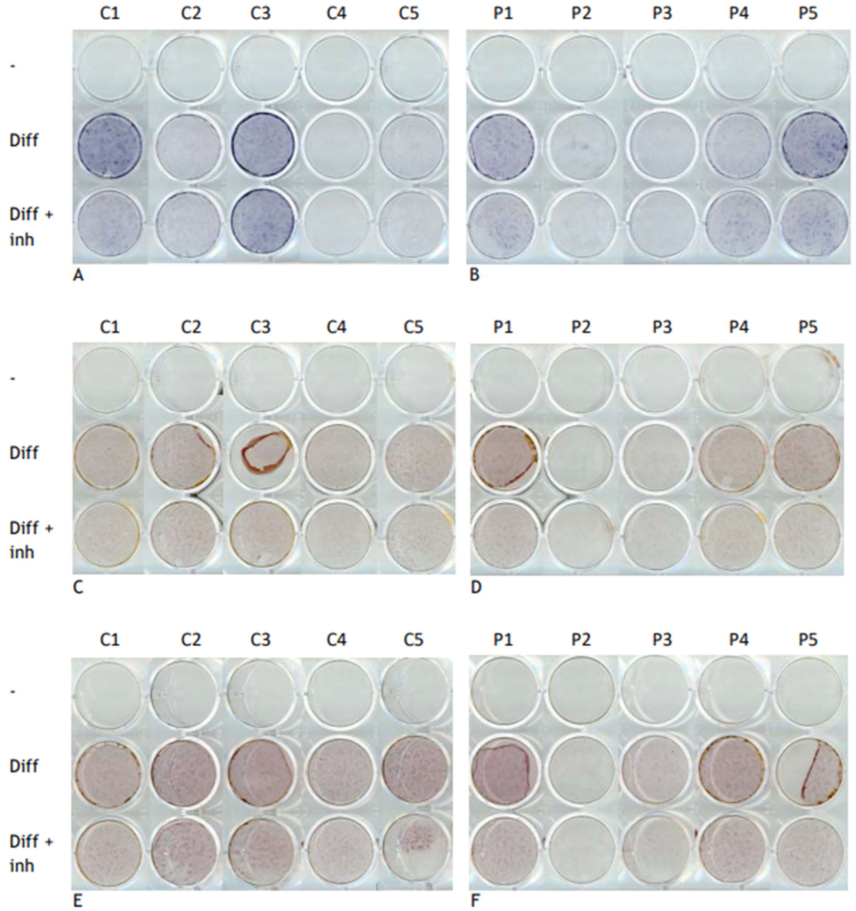 Pharmaceutics 17 01590 g005 Pharmaceutics 17 01590 g005