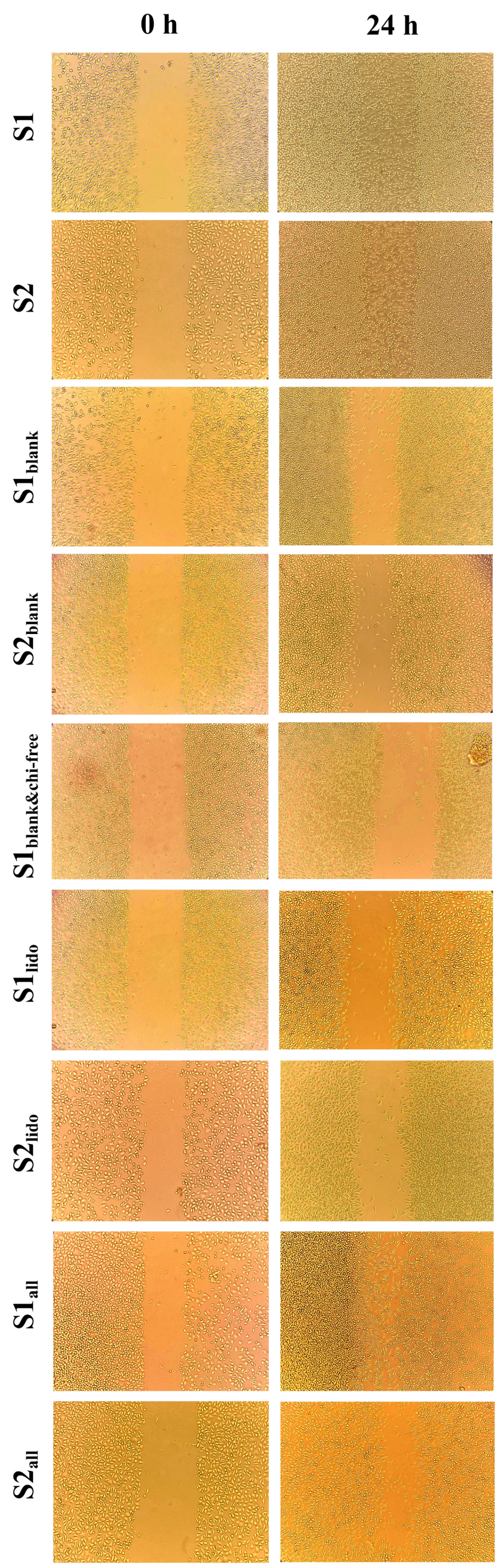 Pharmaceutics 17 01607 g010