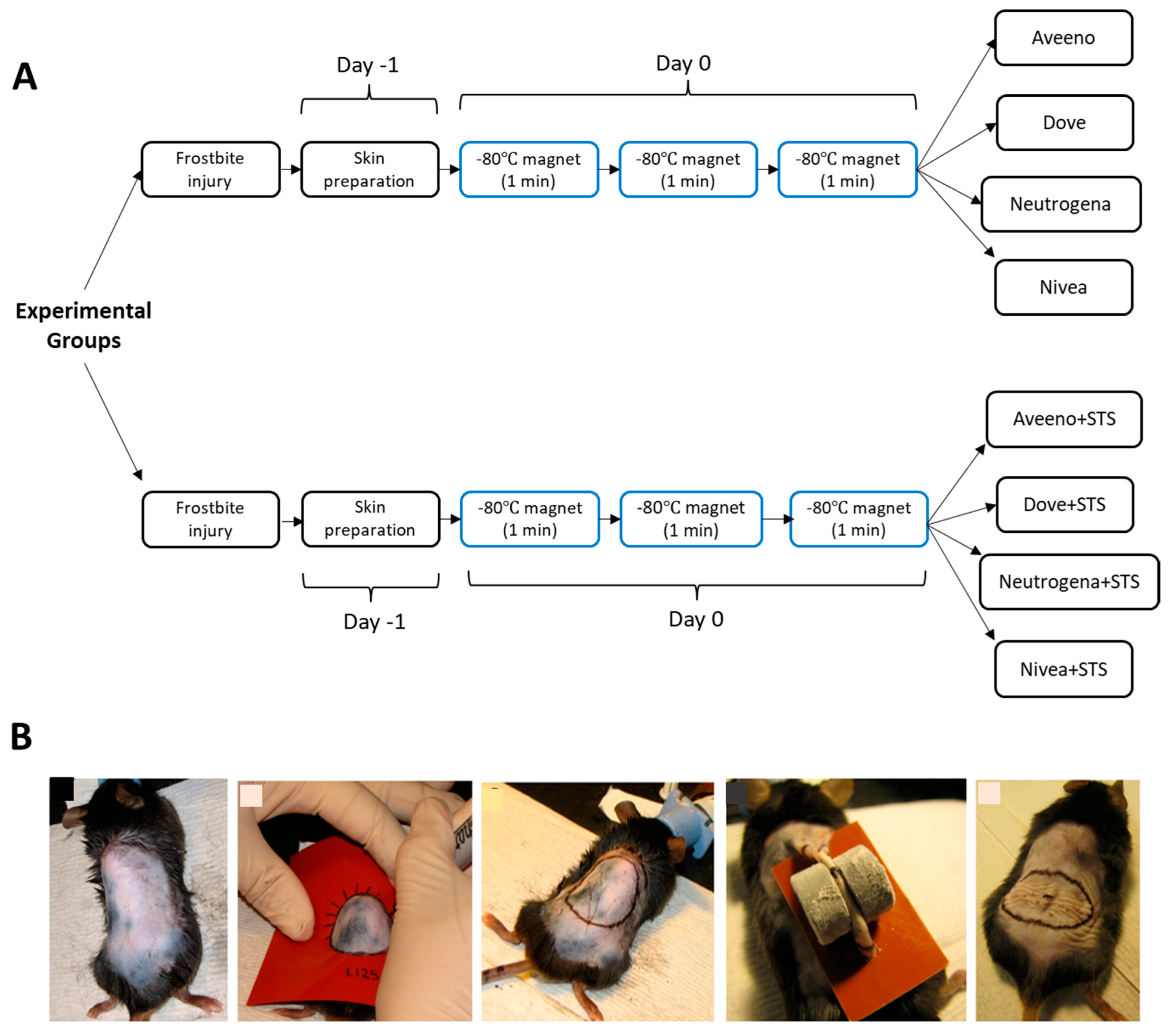 Pharmaceutics 17 01610 g001 Pharmaceutics 17 01610 g001