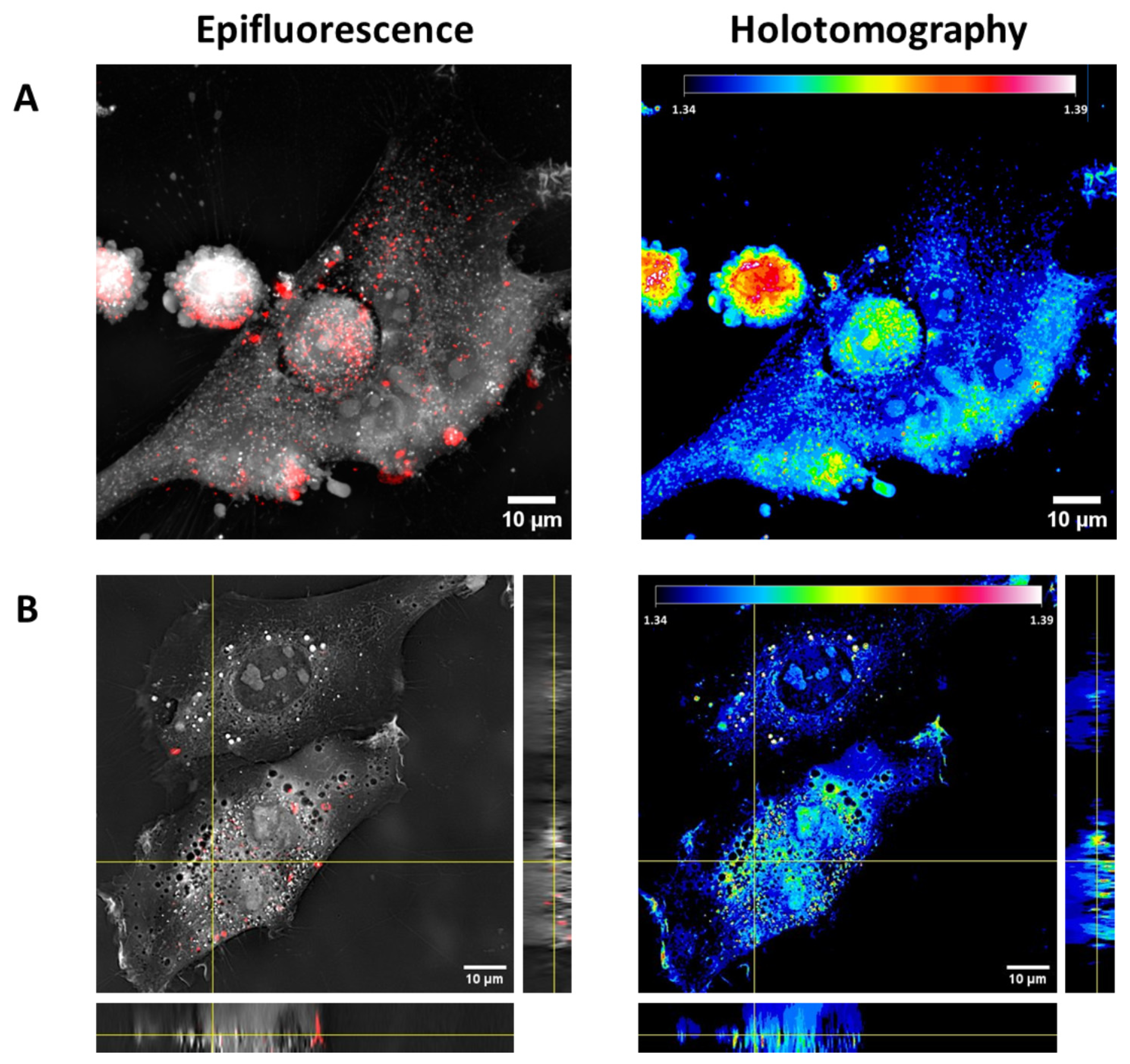 Pharmaceutics 17 01612 g007