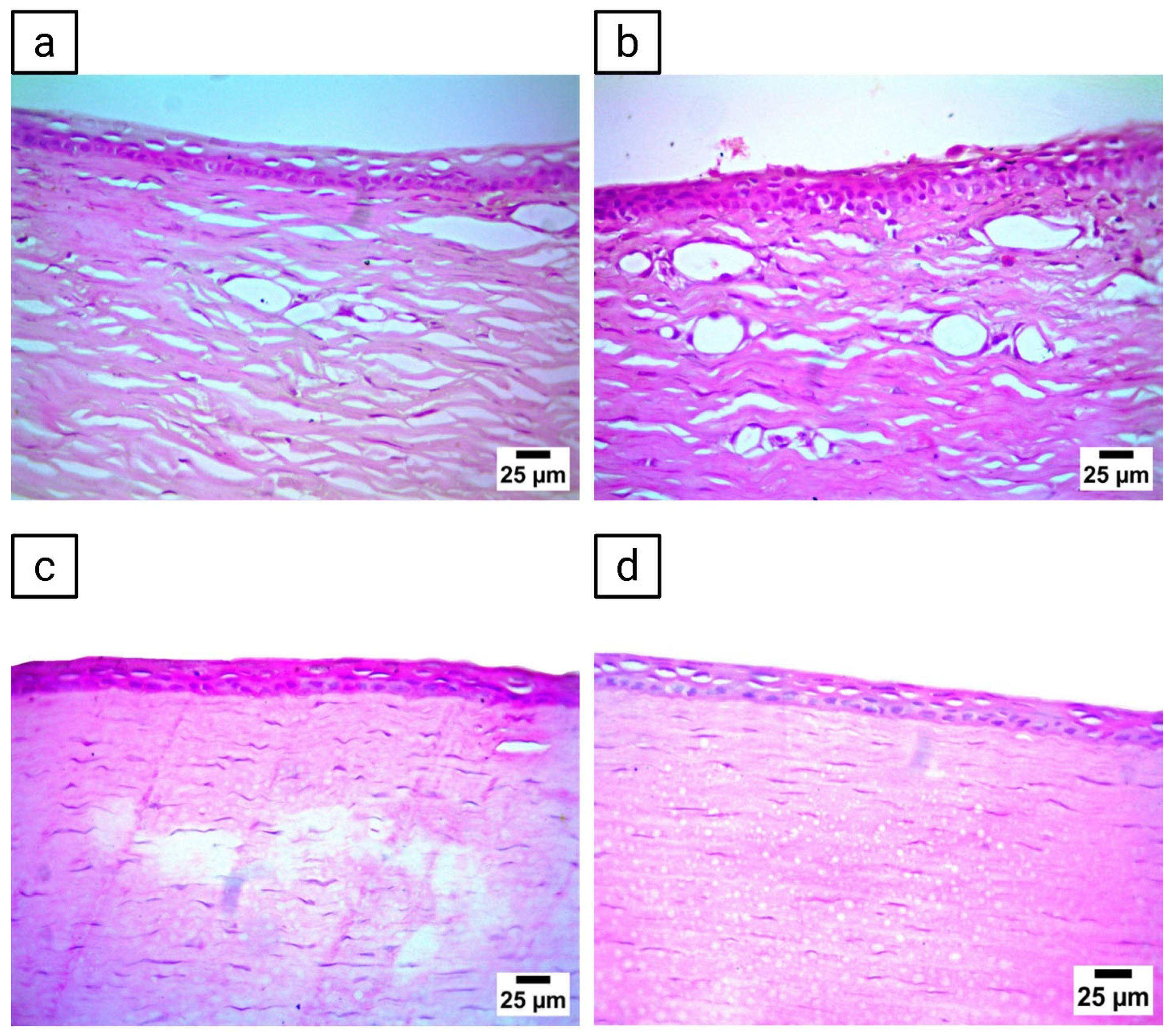 Pharmaceutics 17 01616 g008 Pharmaceutics 17 01616 g008