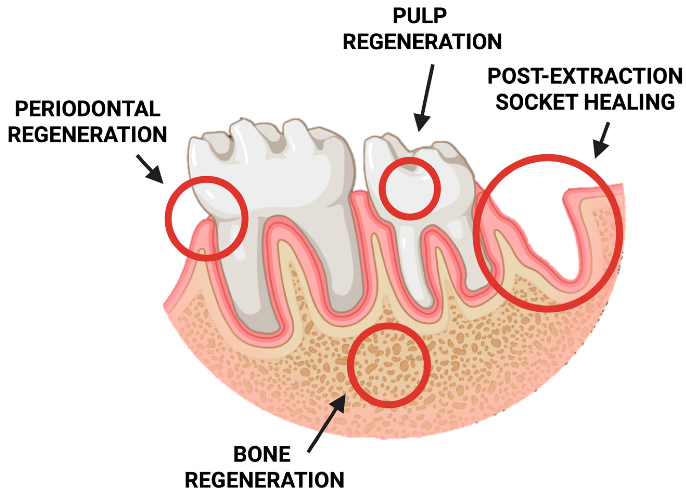 Pharmaceutics 17 01622 g005 Pharmaceutics 17 01622 g005