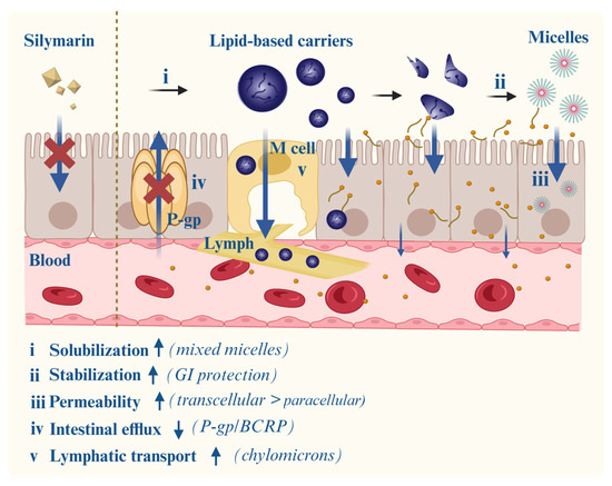 Silymarin and Silybin: Rejuvenating Traditional Remedies with Modern  Delivery Strategies