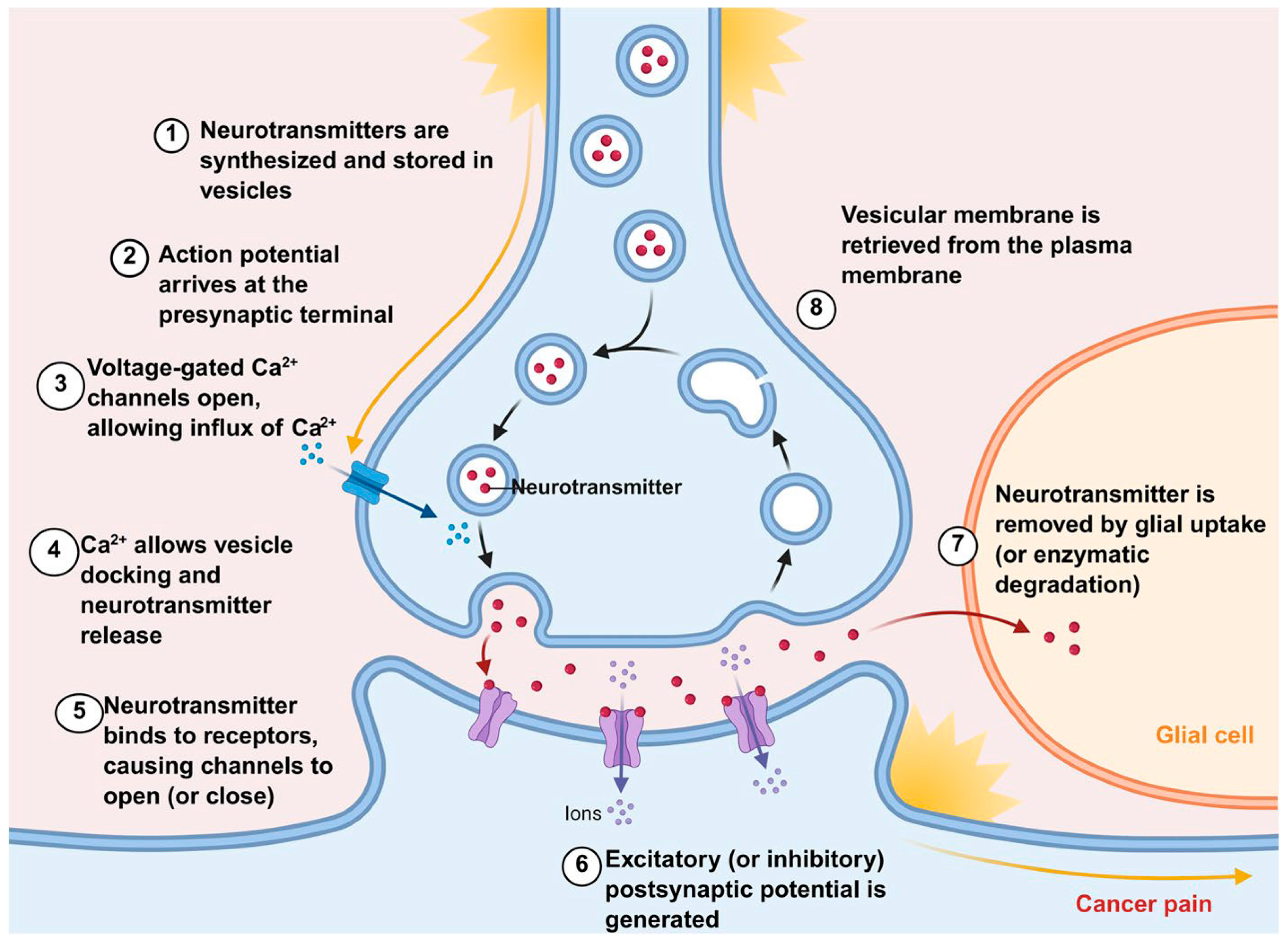 Pharmaceutics 18 00006 g003