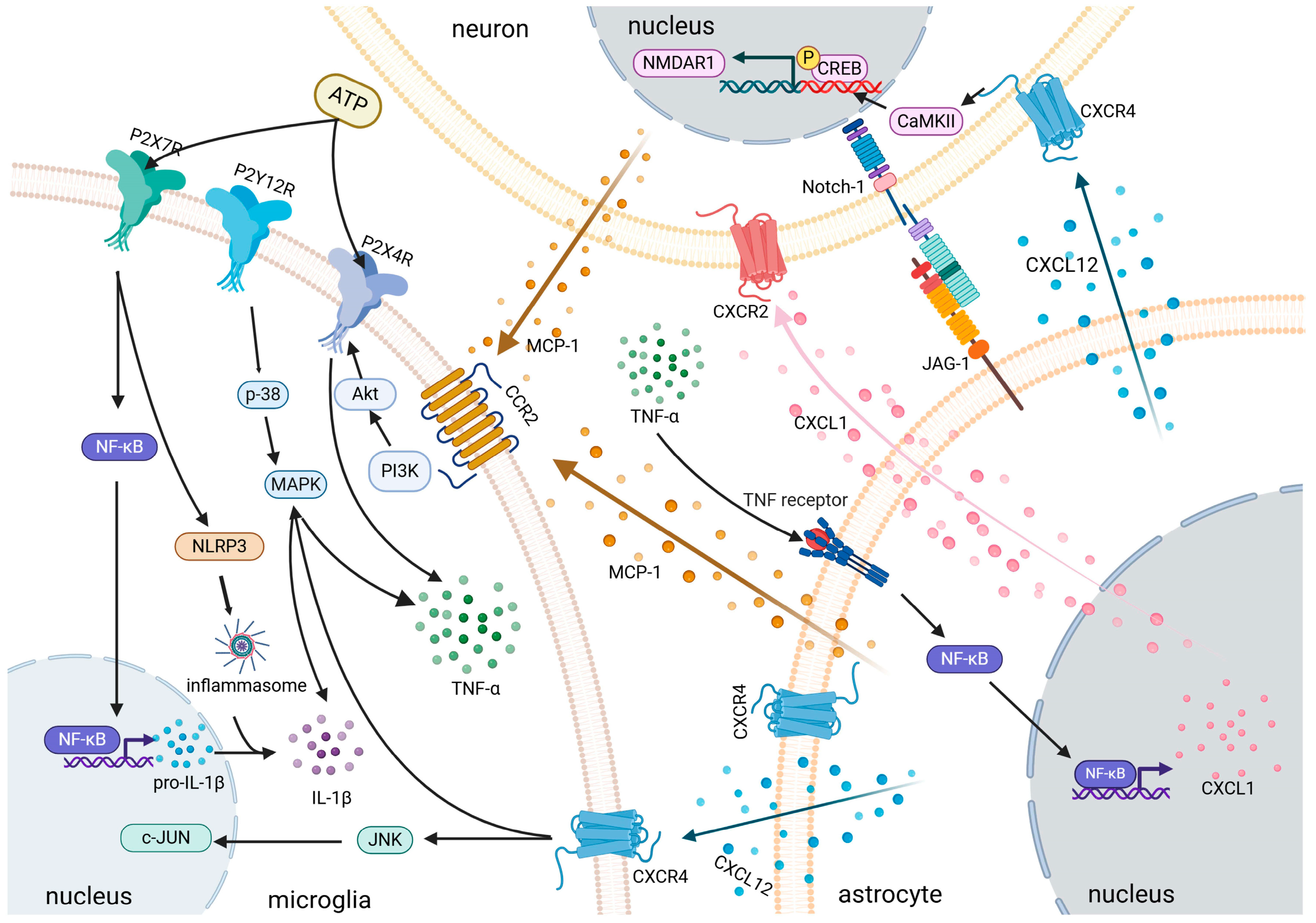 Pharmaceutics 18 00006 g004