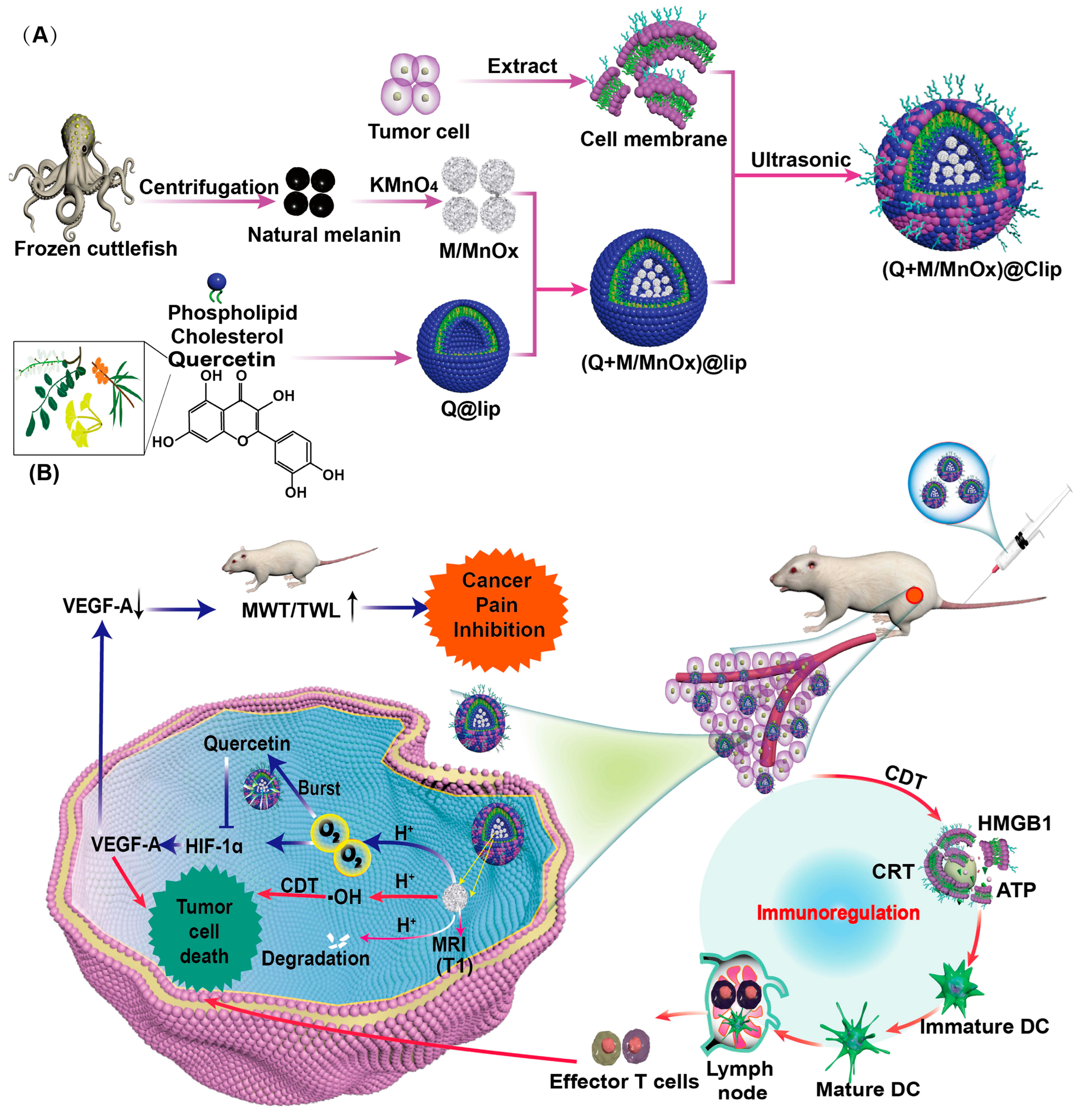 Pharmaceutics 18 00006 g010
