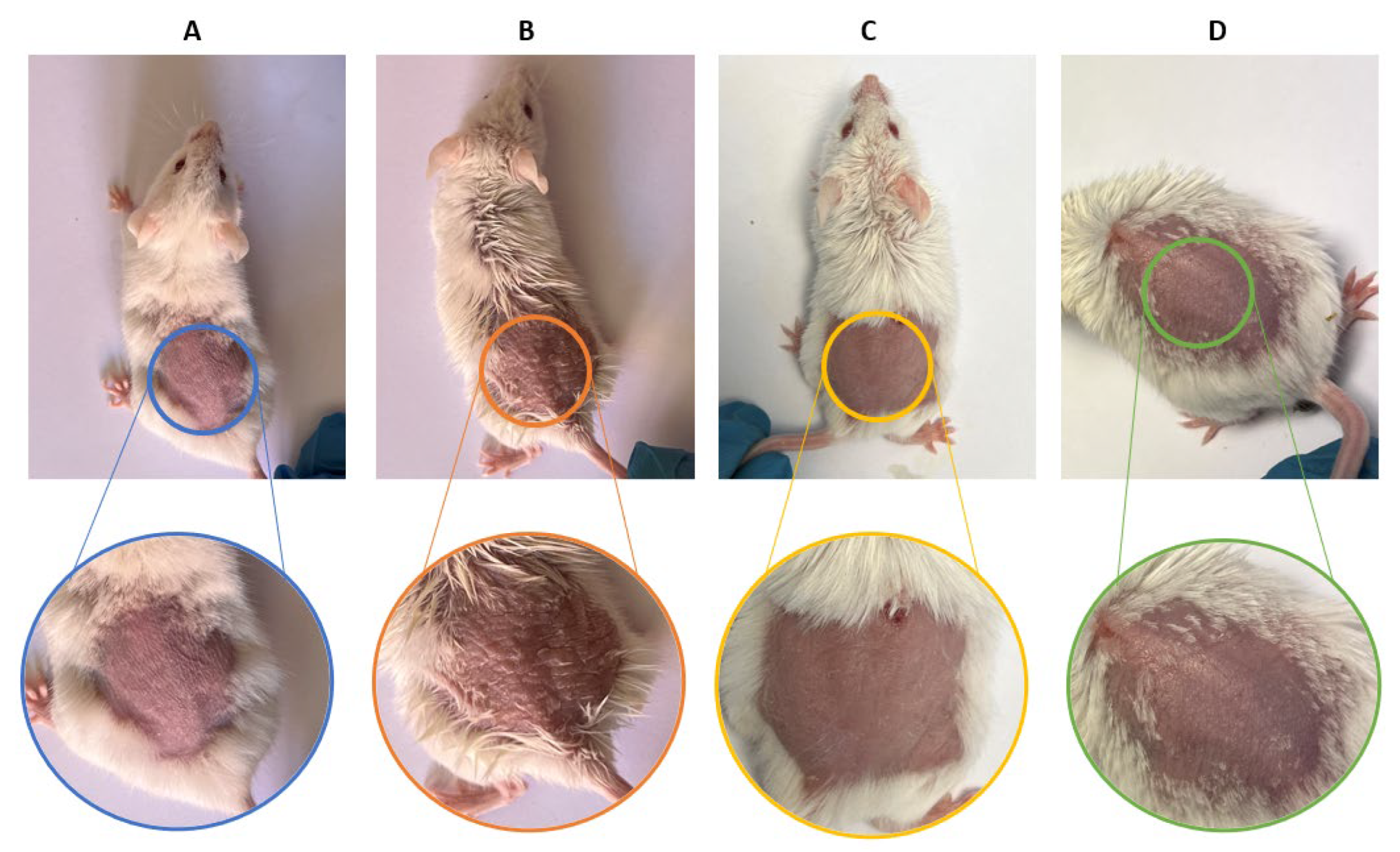 Pharmaceutics 18 00008 g008